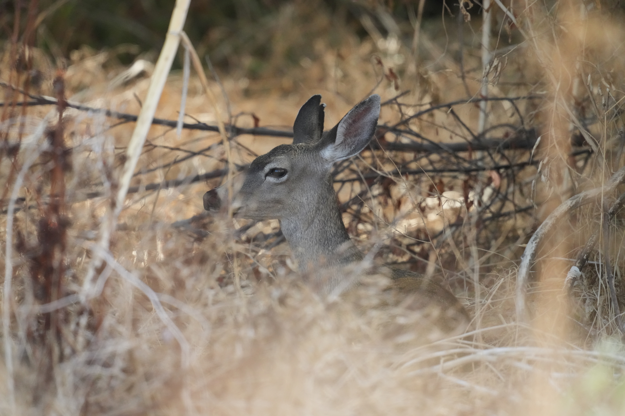 Columbian Black-Tailed Deer