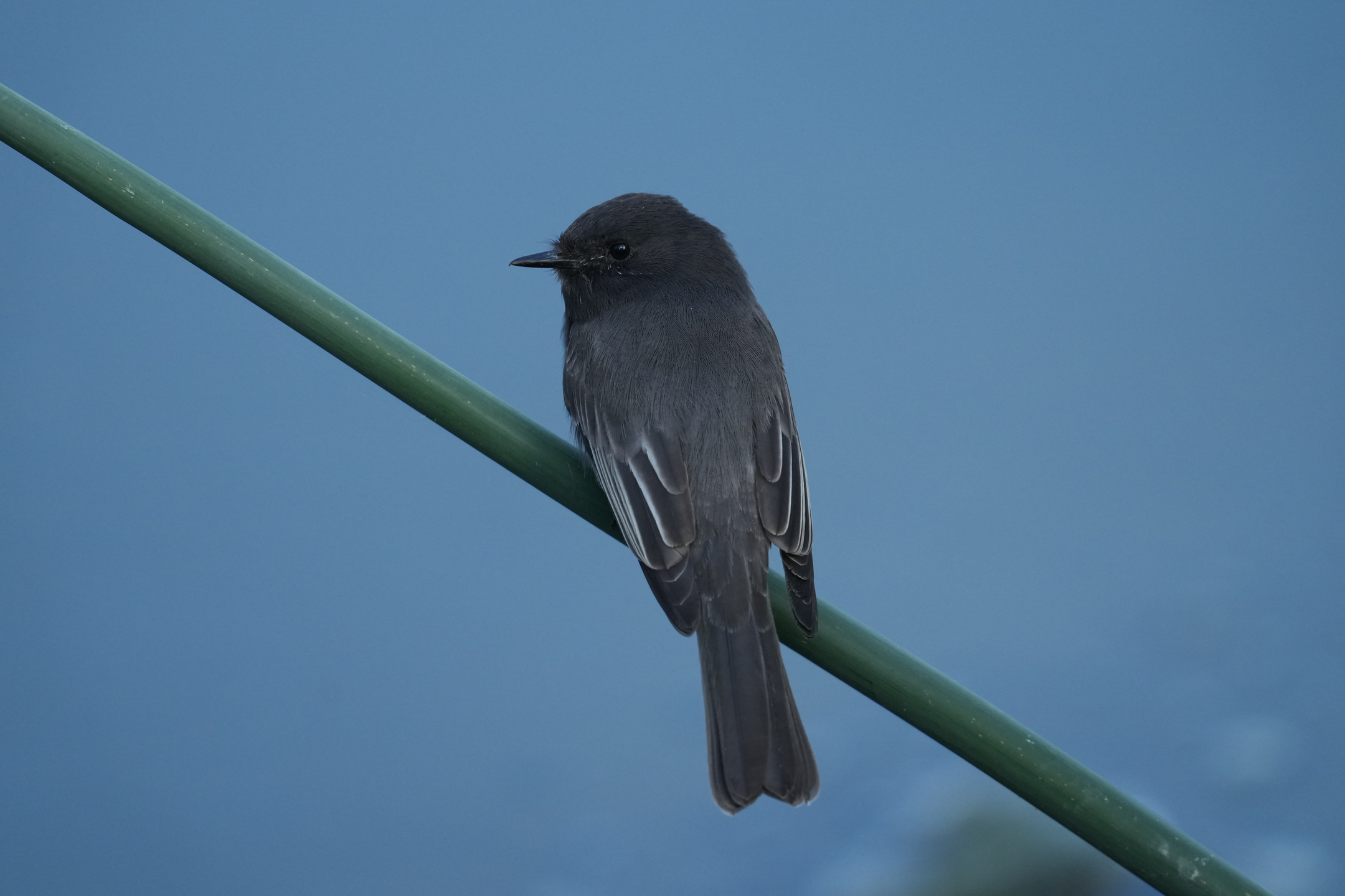 Black Phoebe