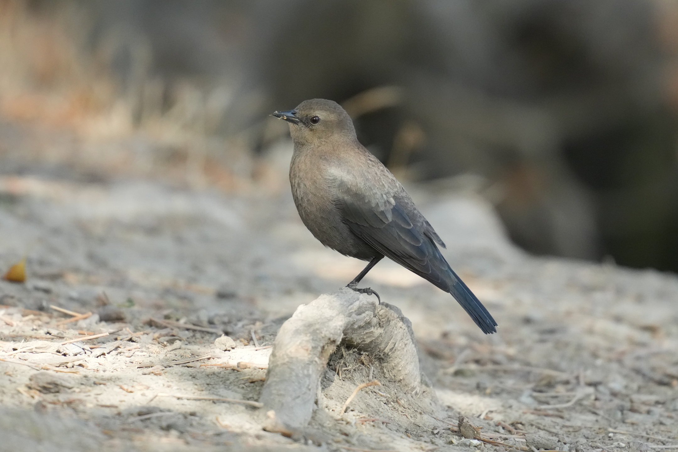 Brewer’s Blackbird