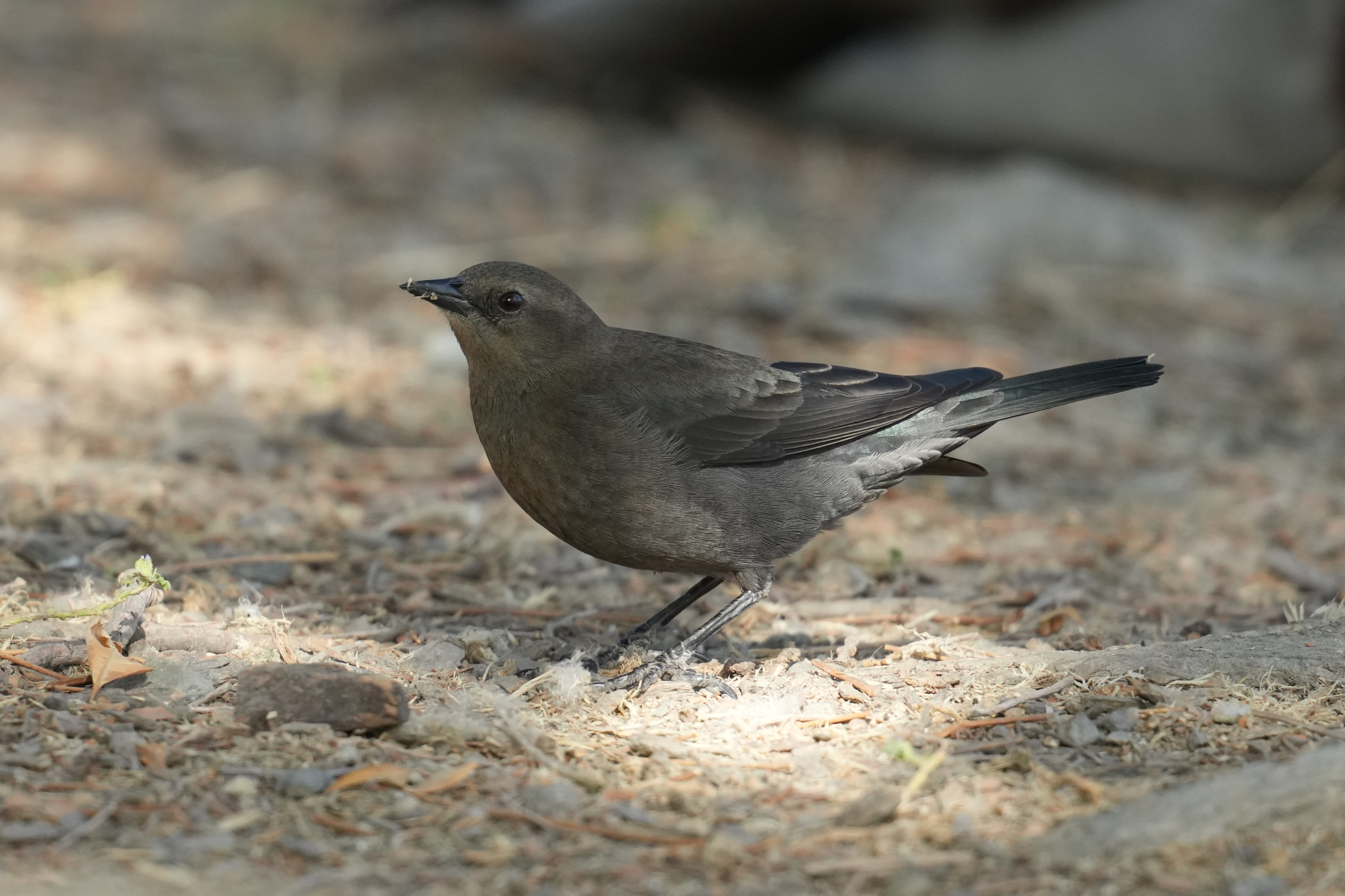 Brewer’s Blackbird