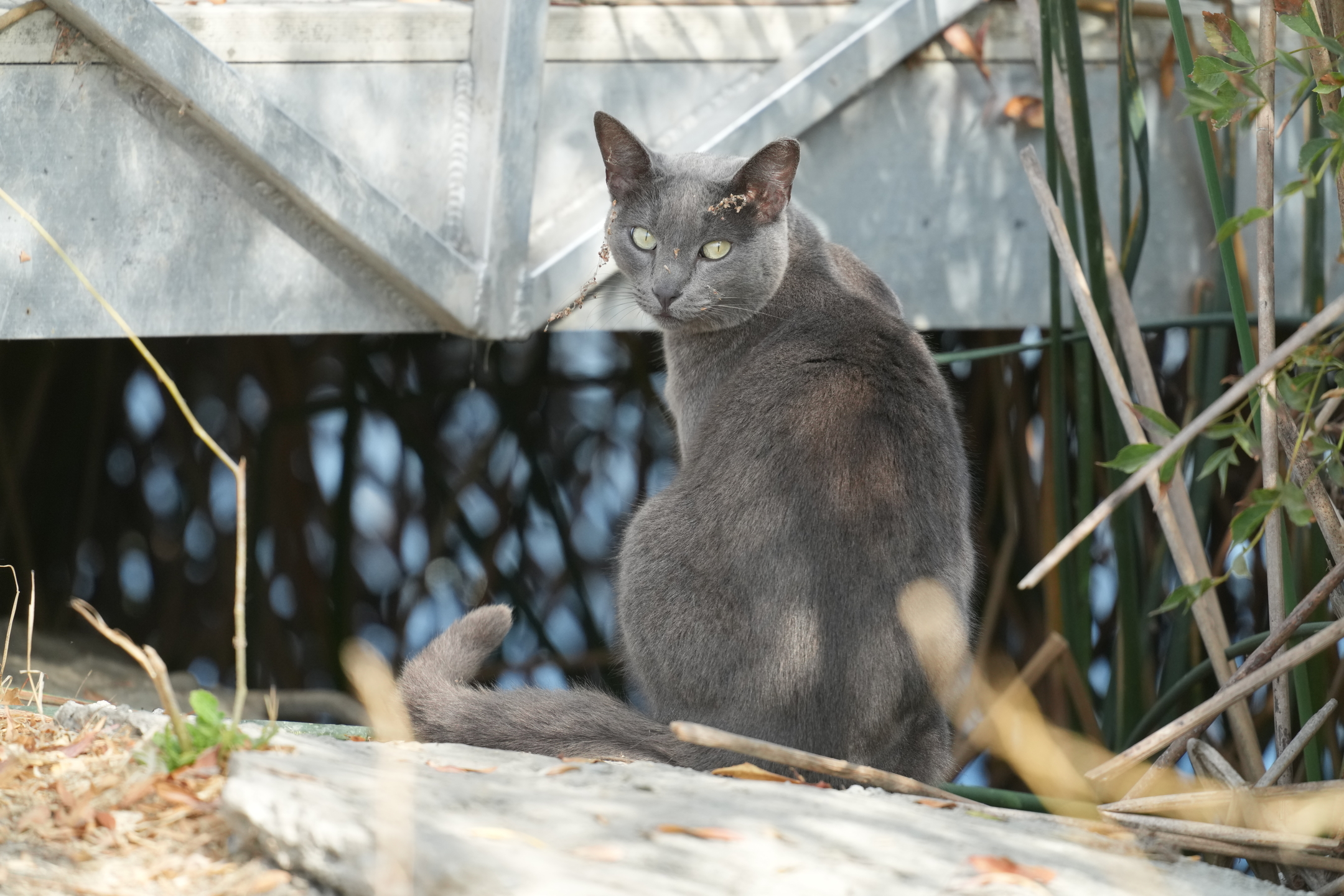 Russian Blue Cat