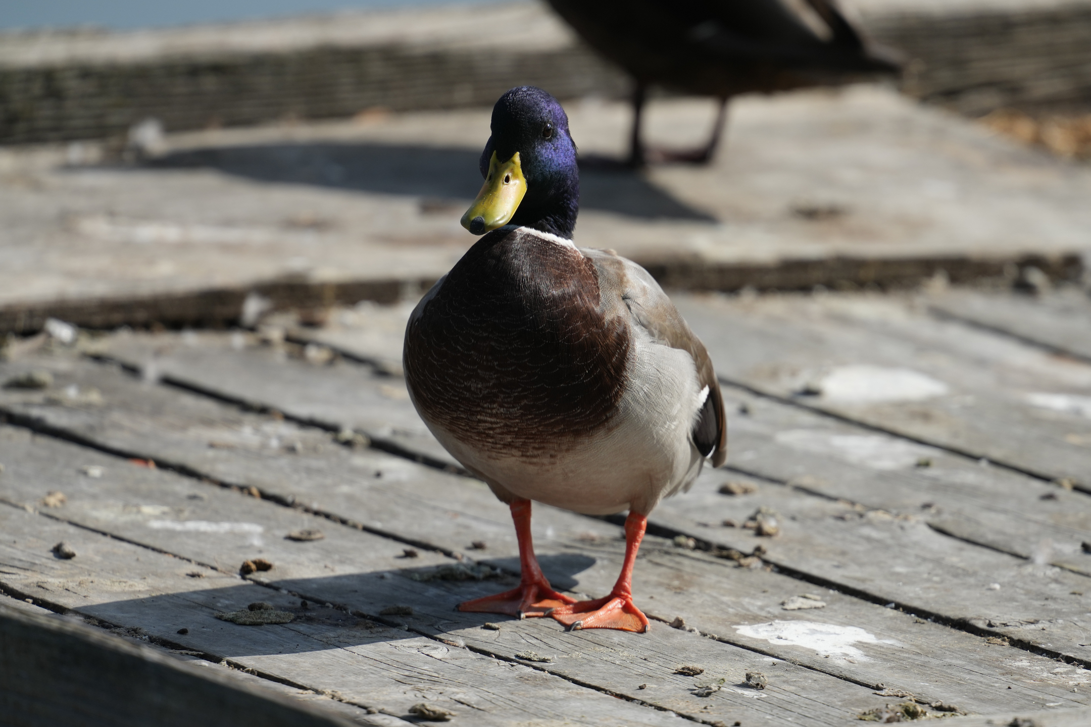 Mallard Duck