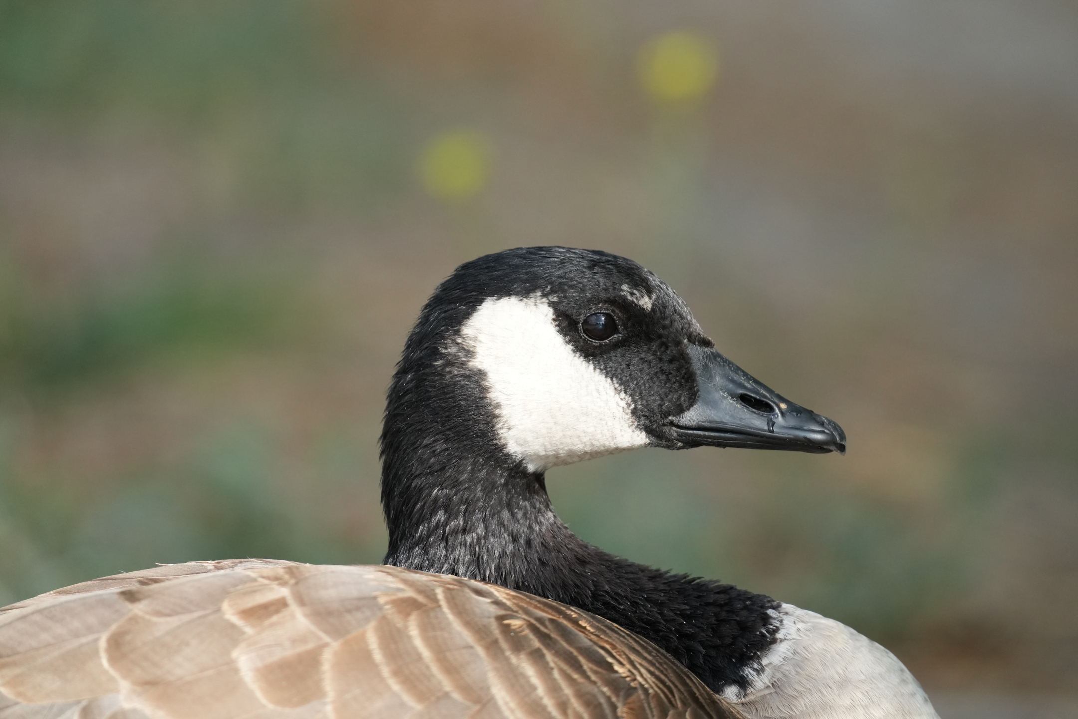 Canada Goose