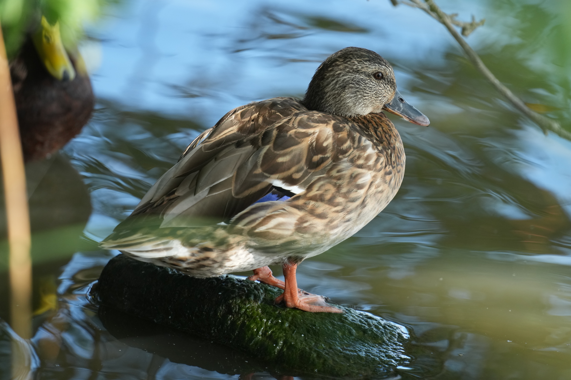 Mallard Duck