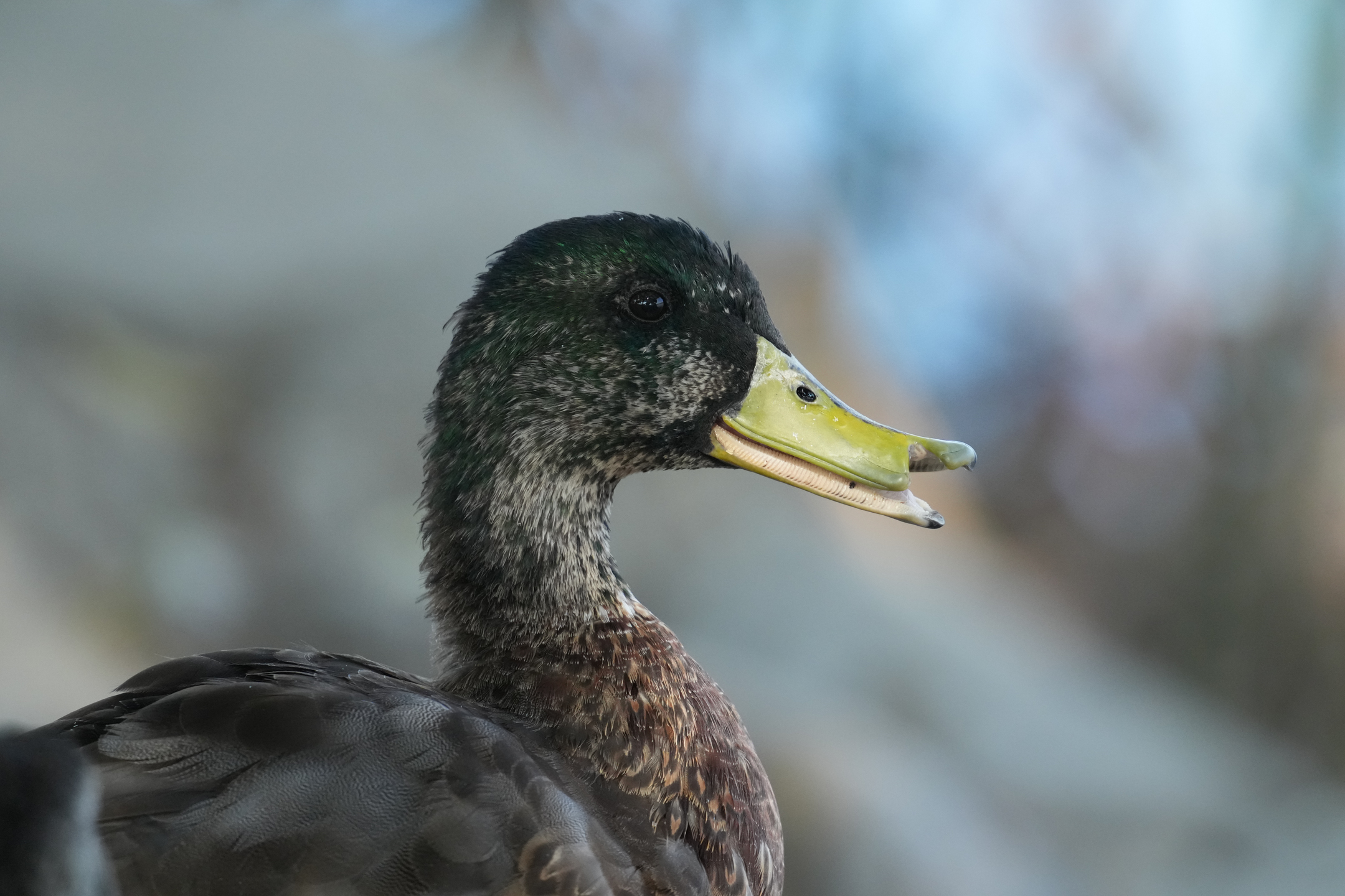 American Black Duck With Broken Beak