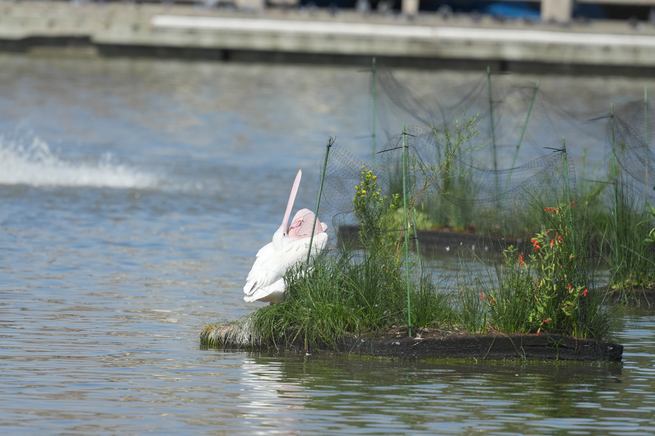 American White Pelican