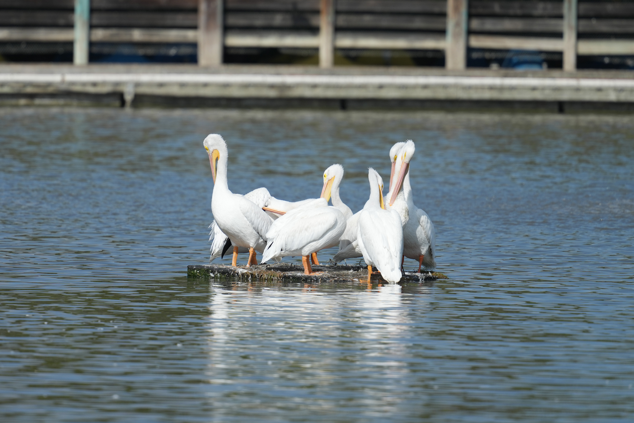 American White Pelican