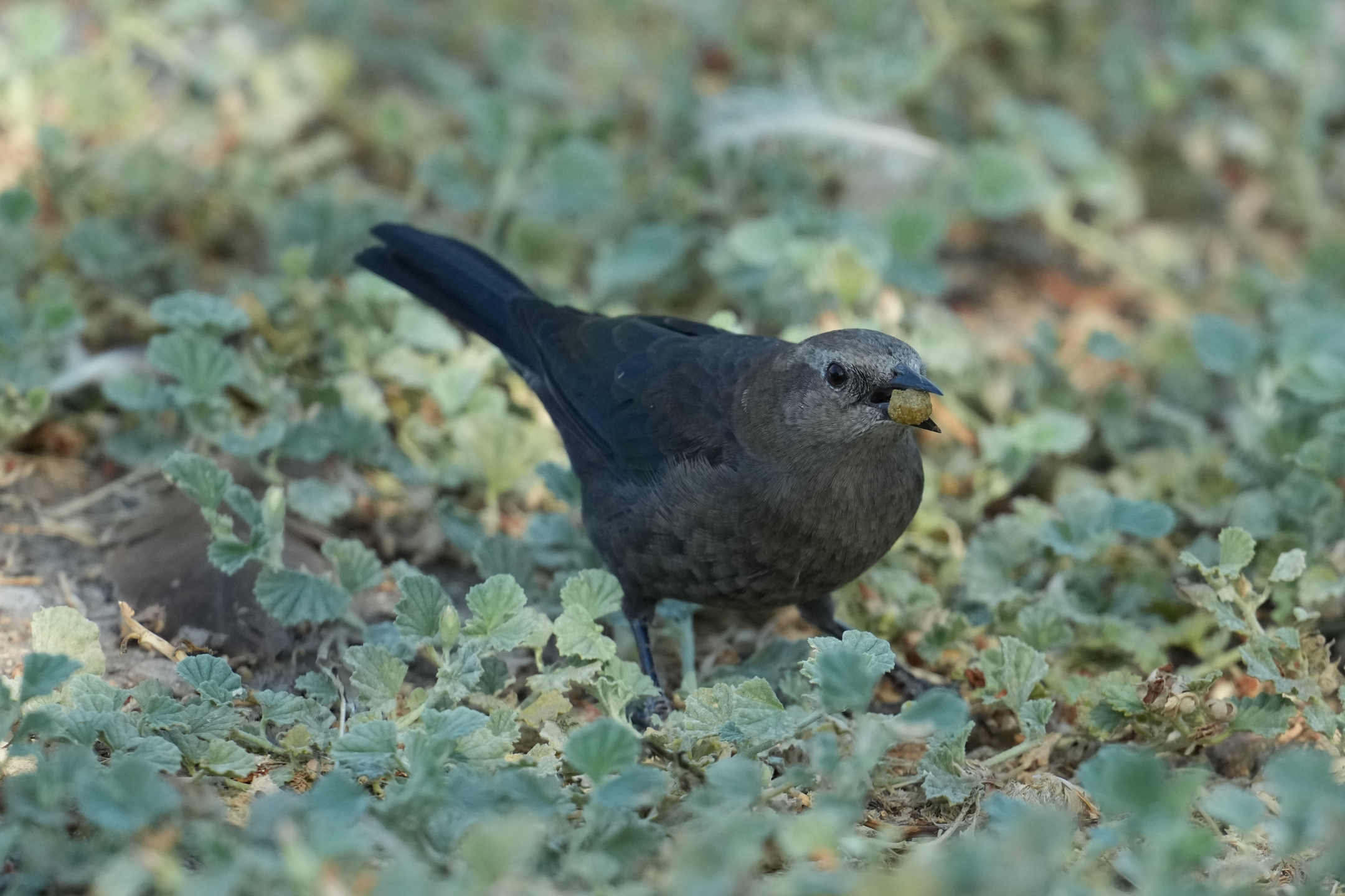 Brown-Headed Cowbird