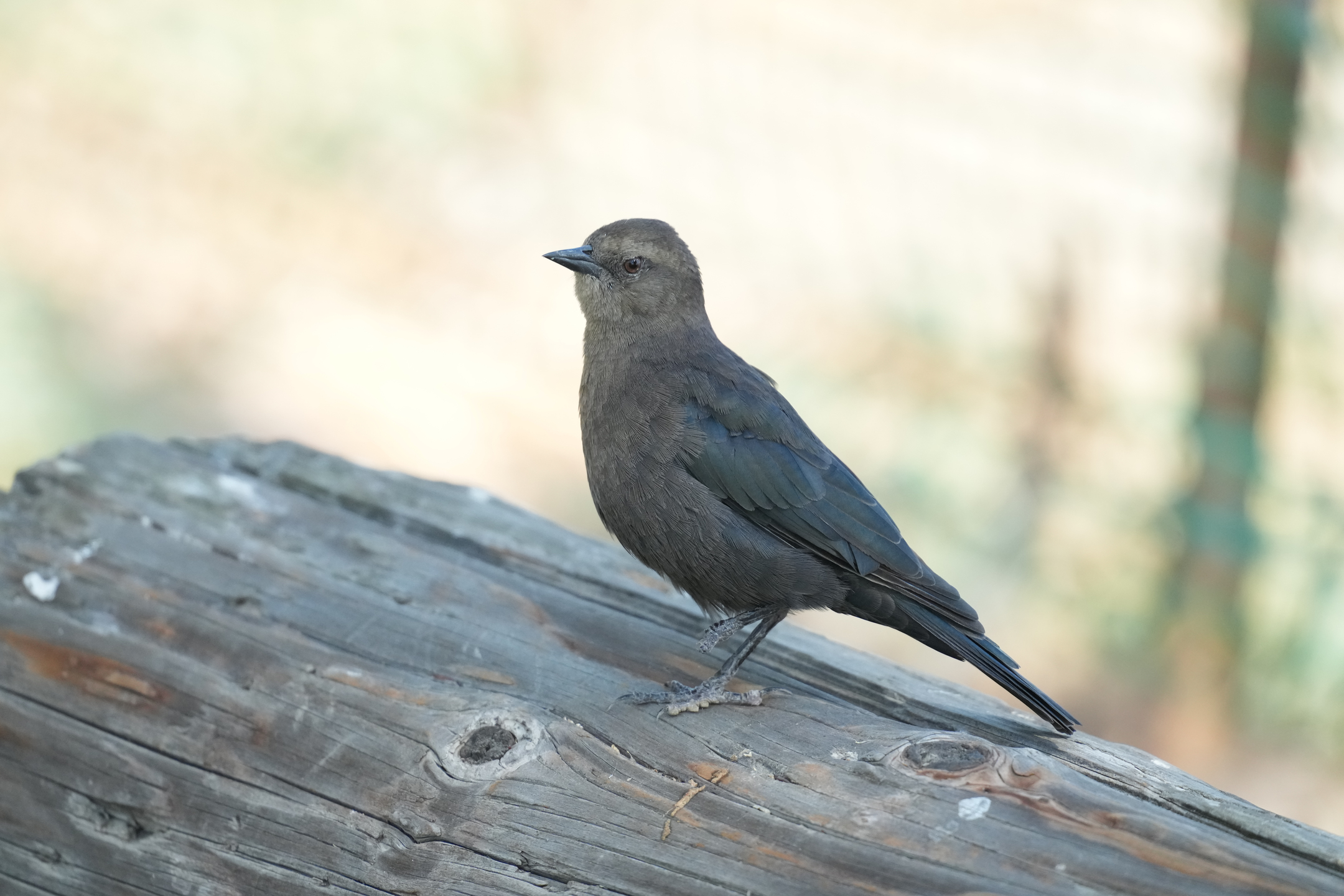 Disabled Brewer’s Blackbird