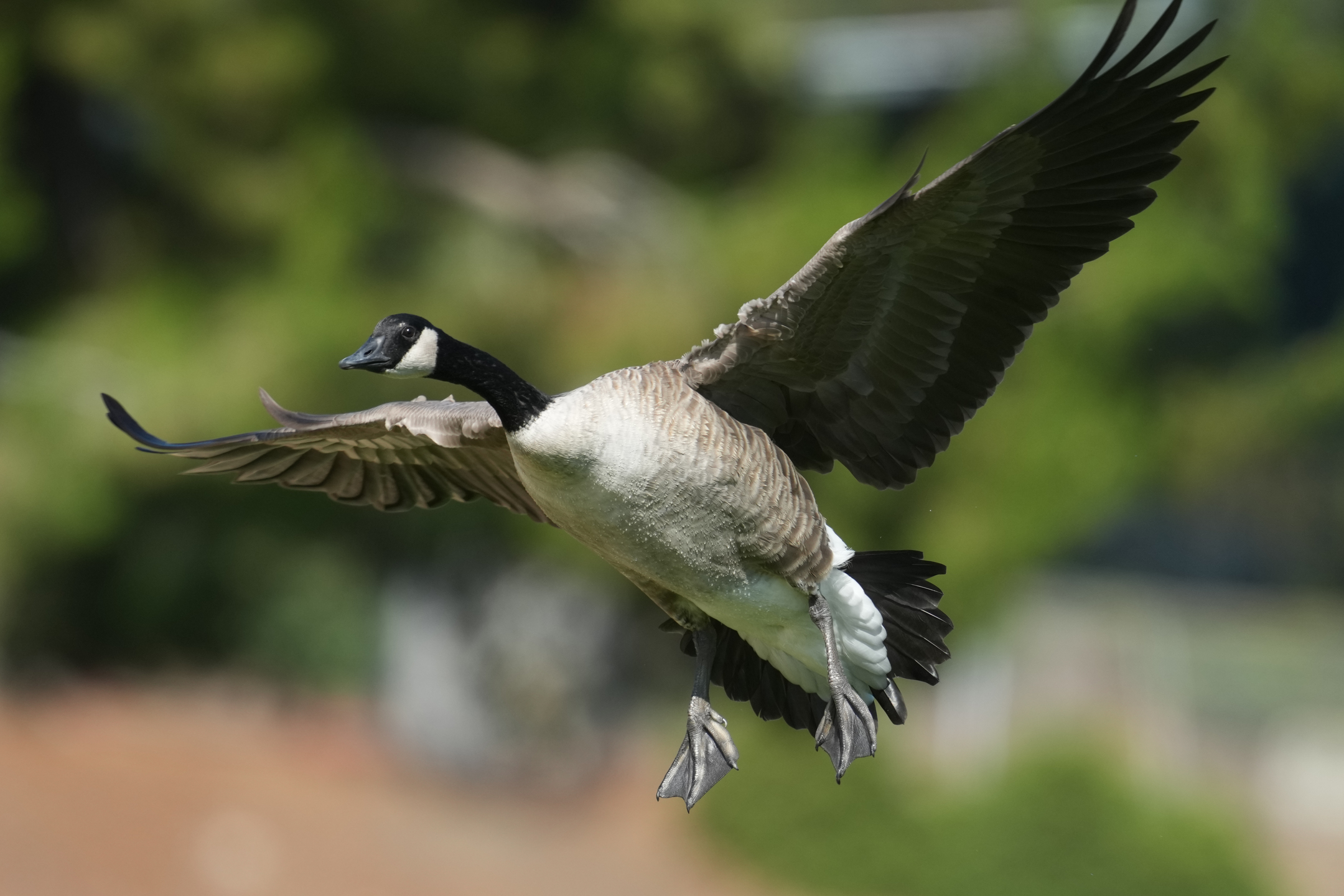 Canada Goose