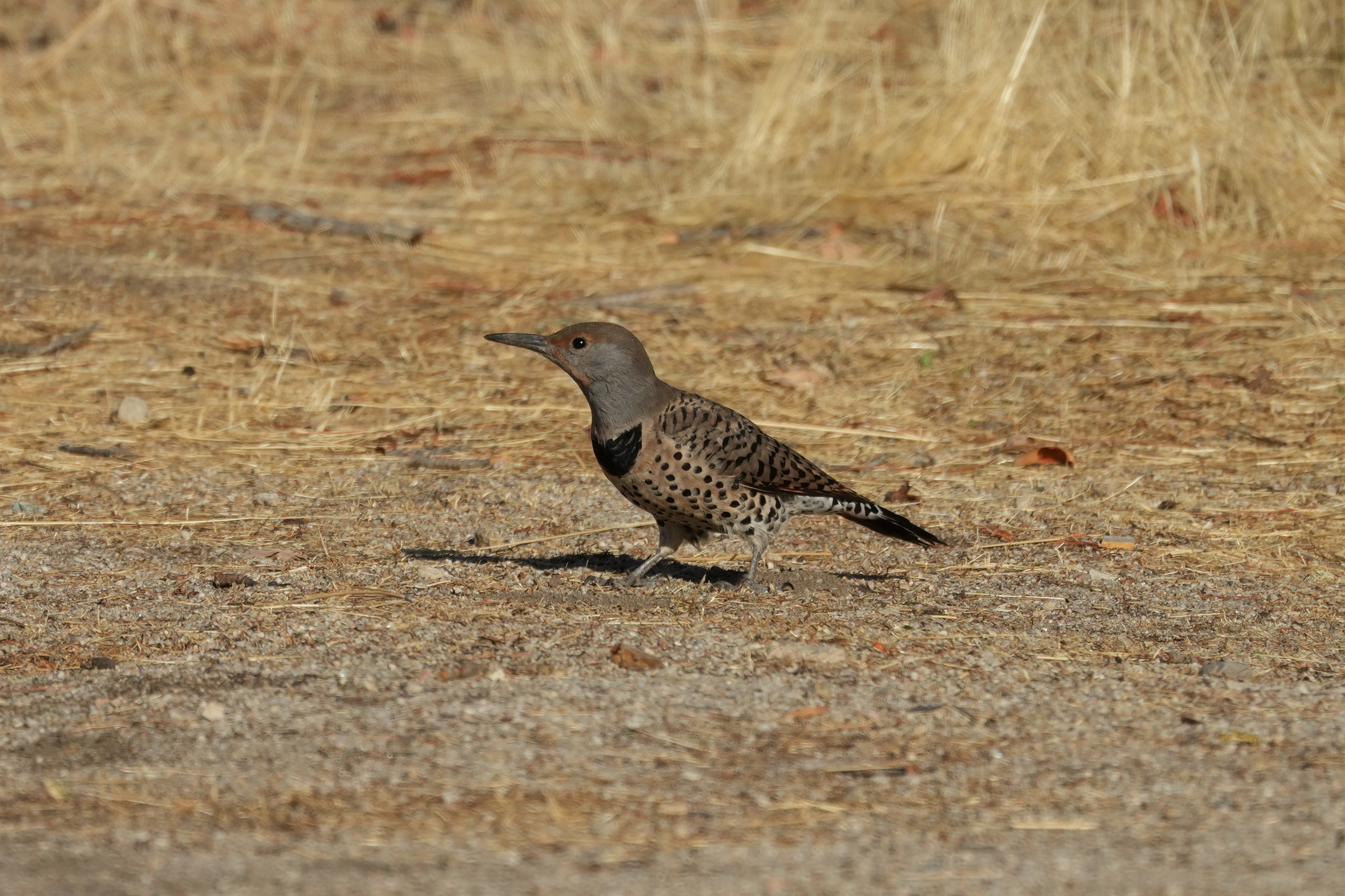 Northern Flicker