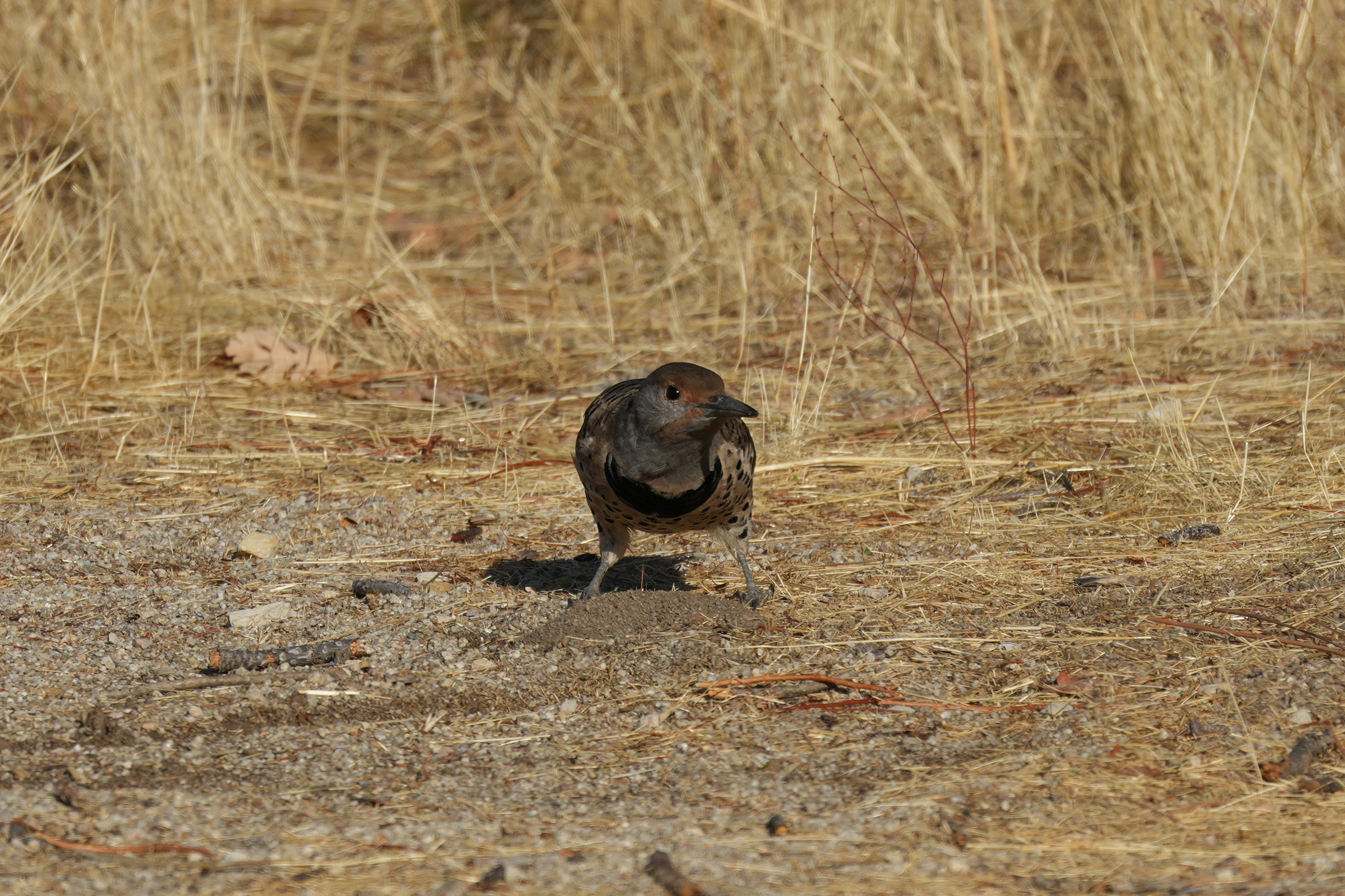 Northern Flicker