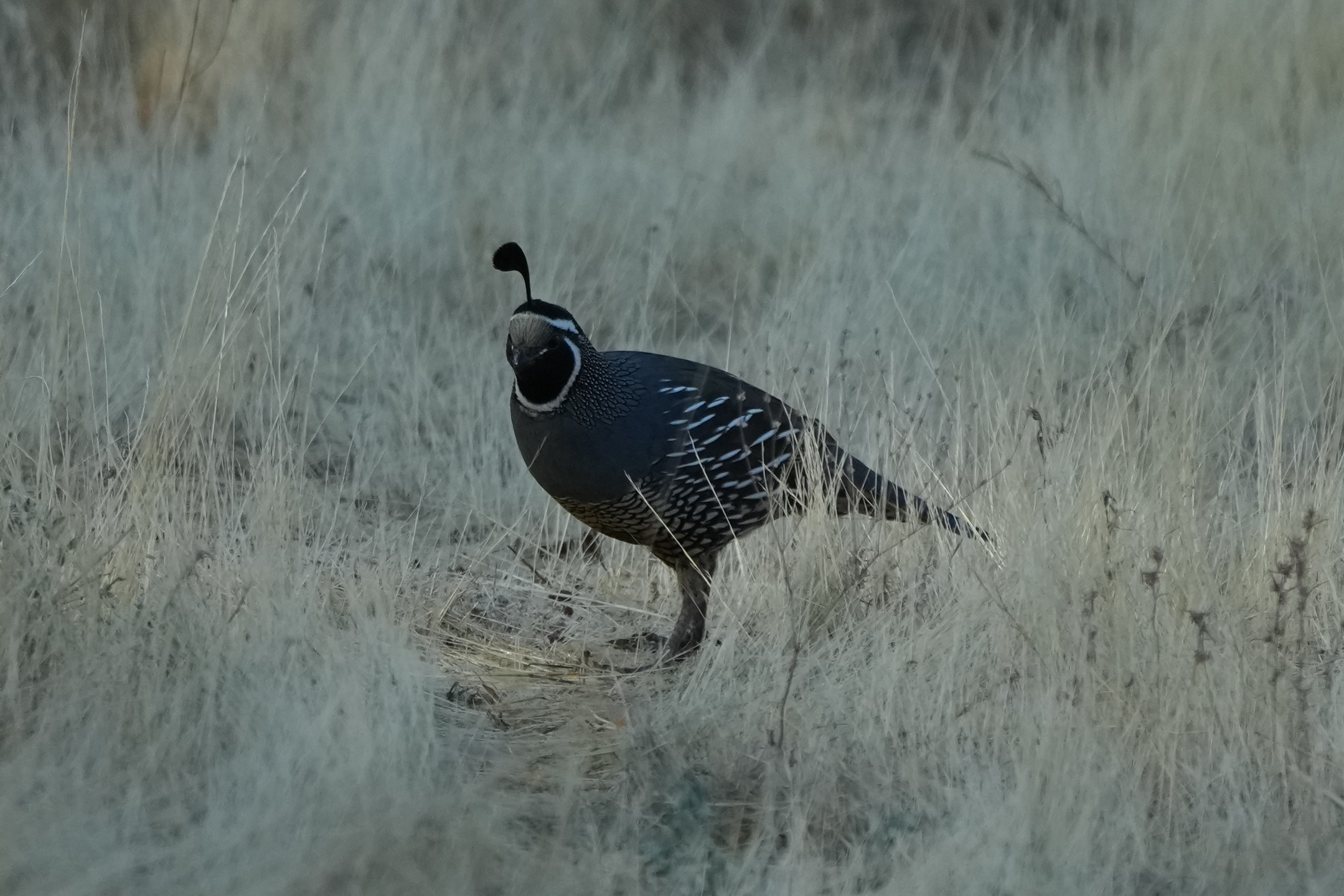 California Quail