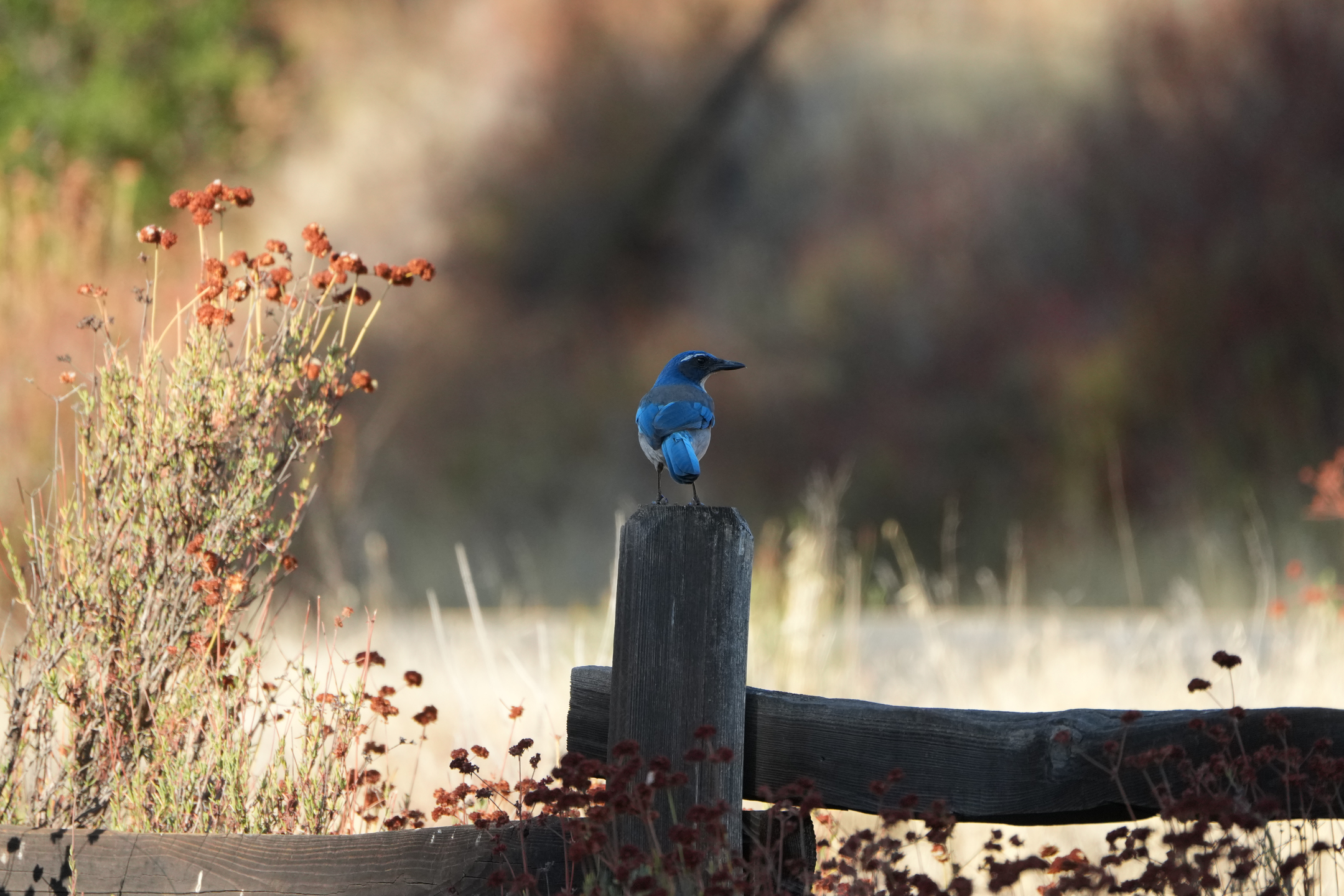 California Scrub-Jay