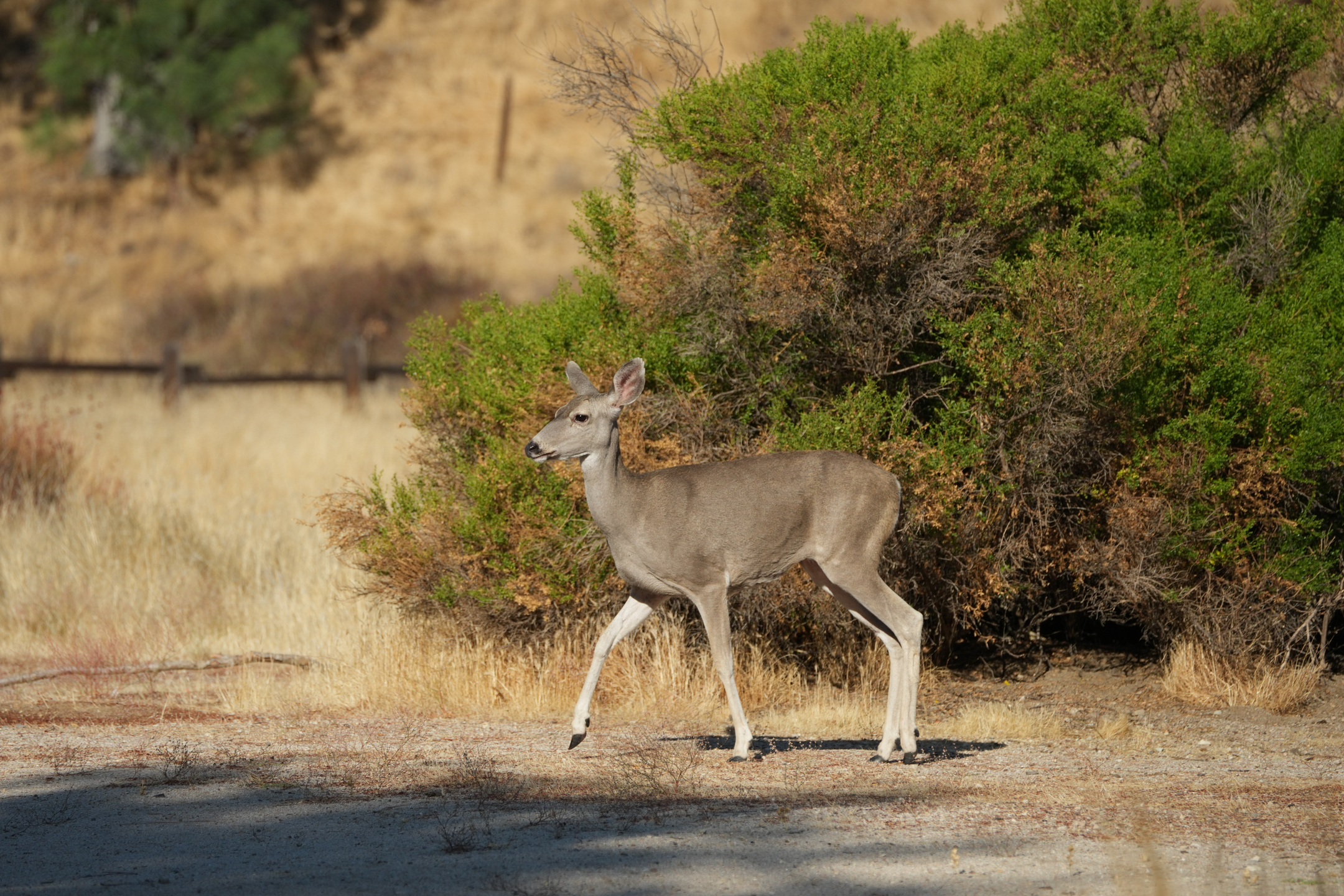 Mule Deer