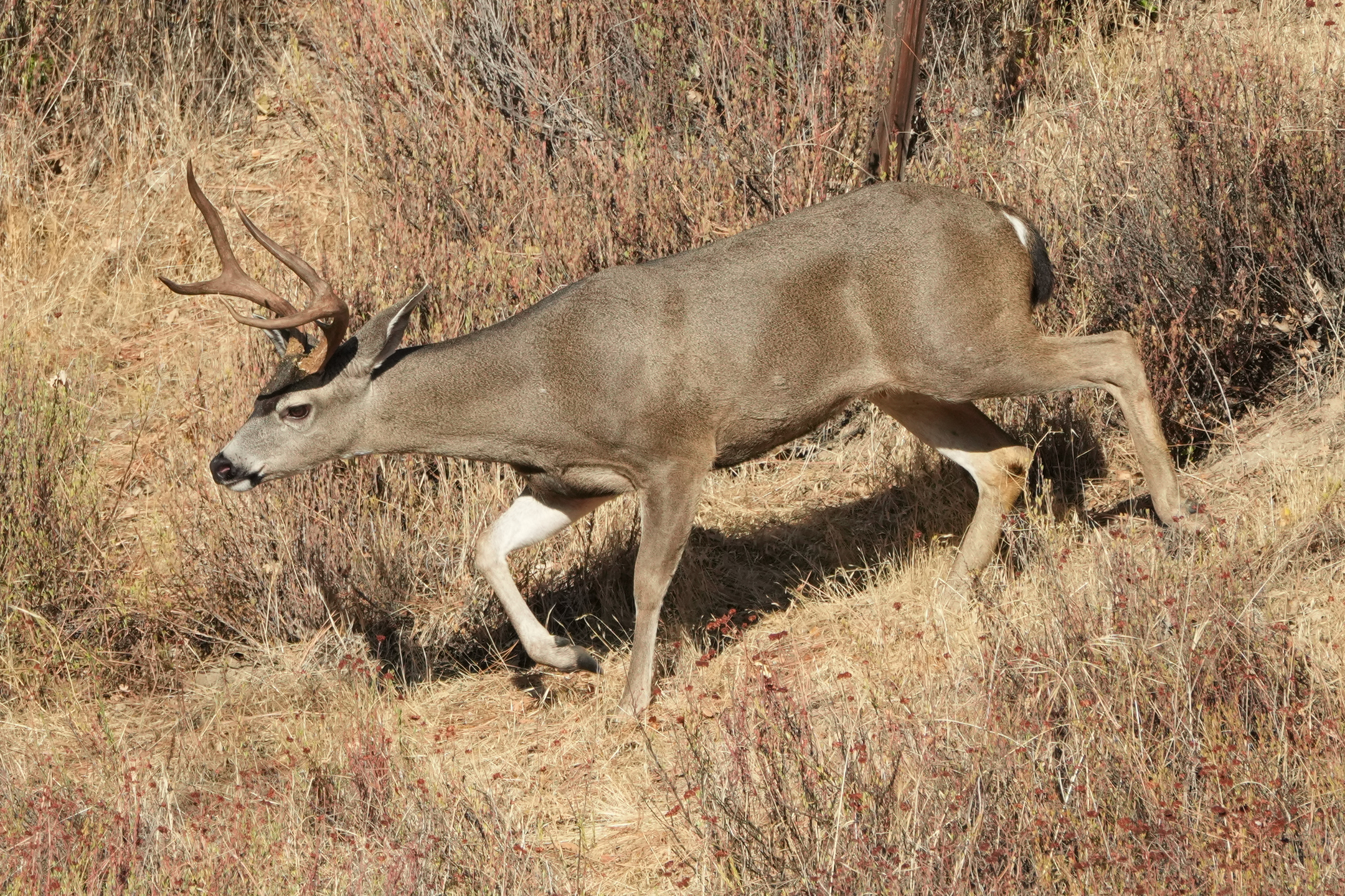 Mule Deer