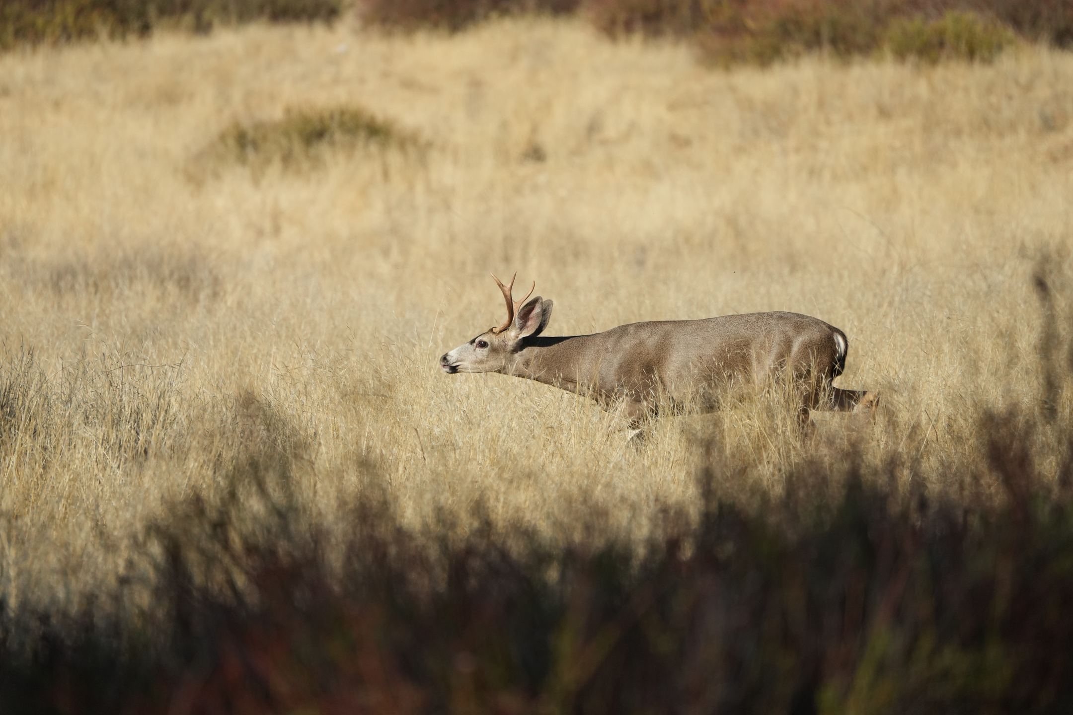 Mule Deer