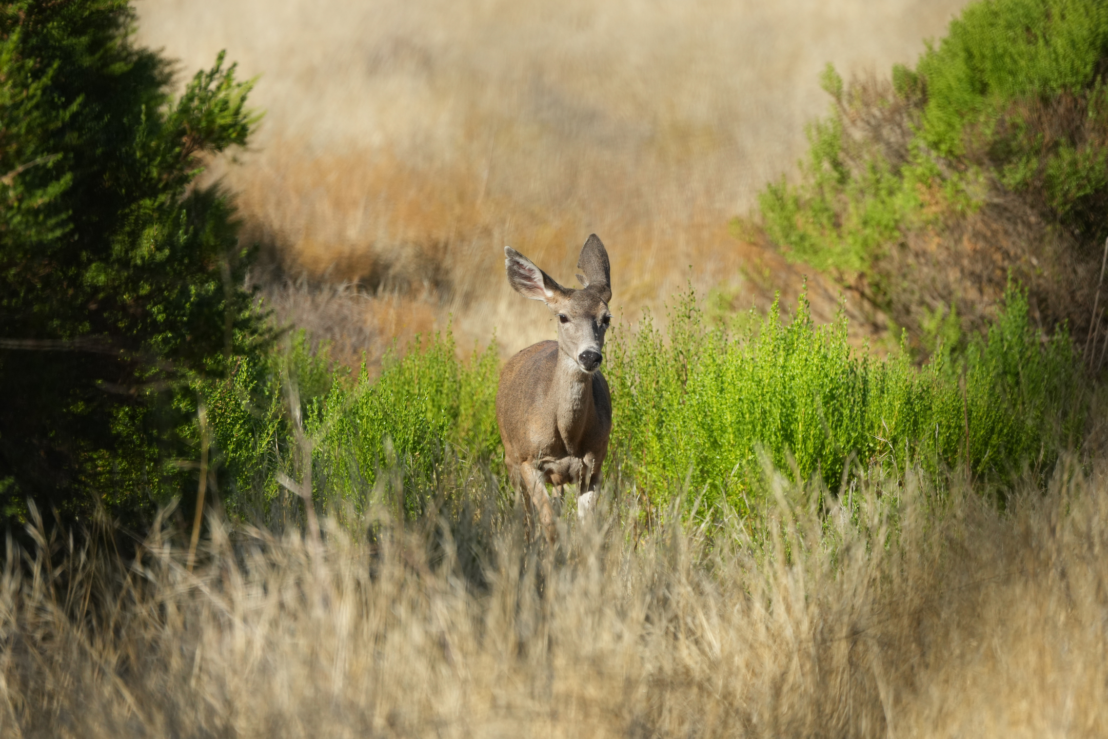 Mule Deer