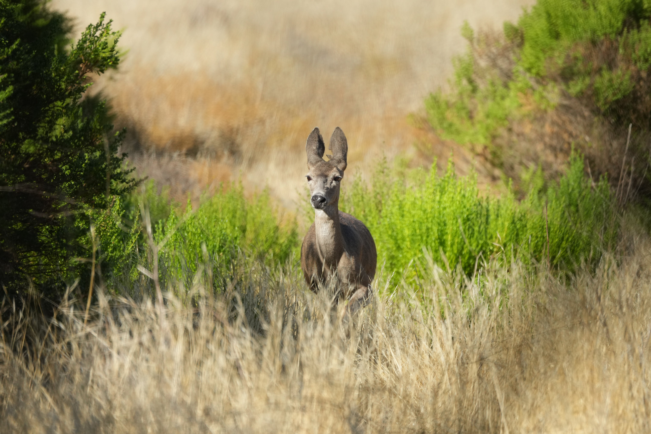 Mule Deer