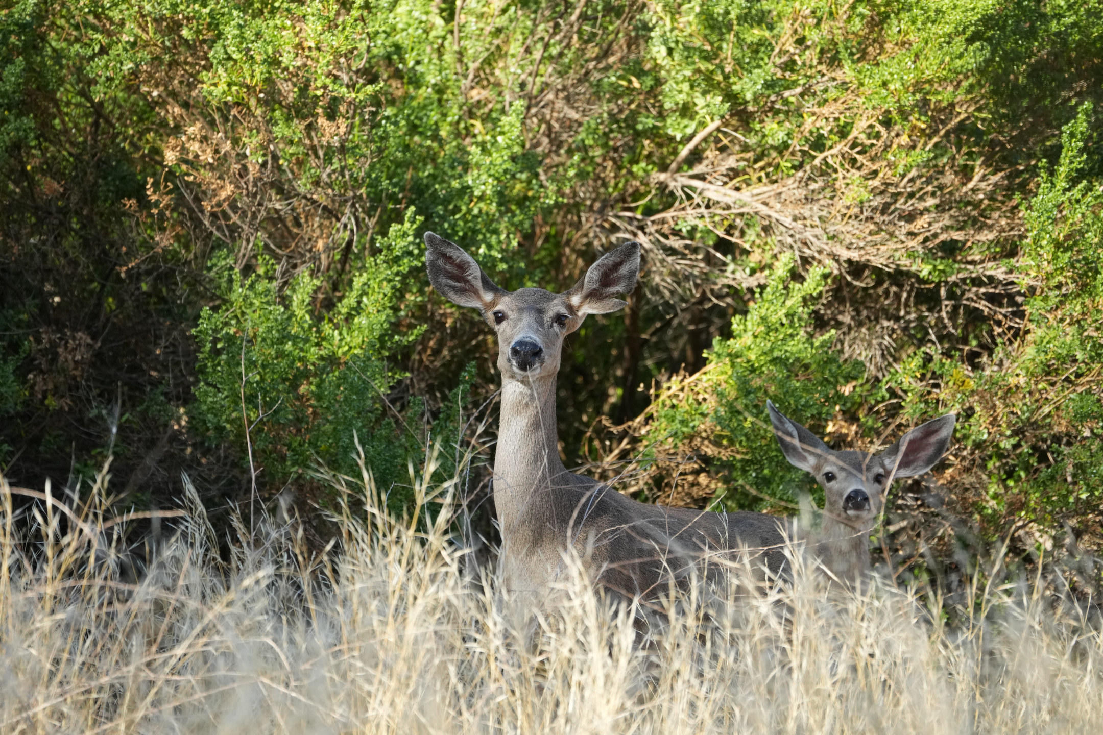 Mule Deer