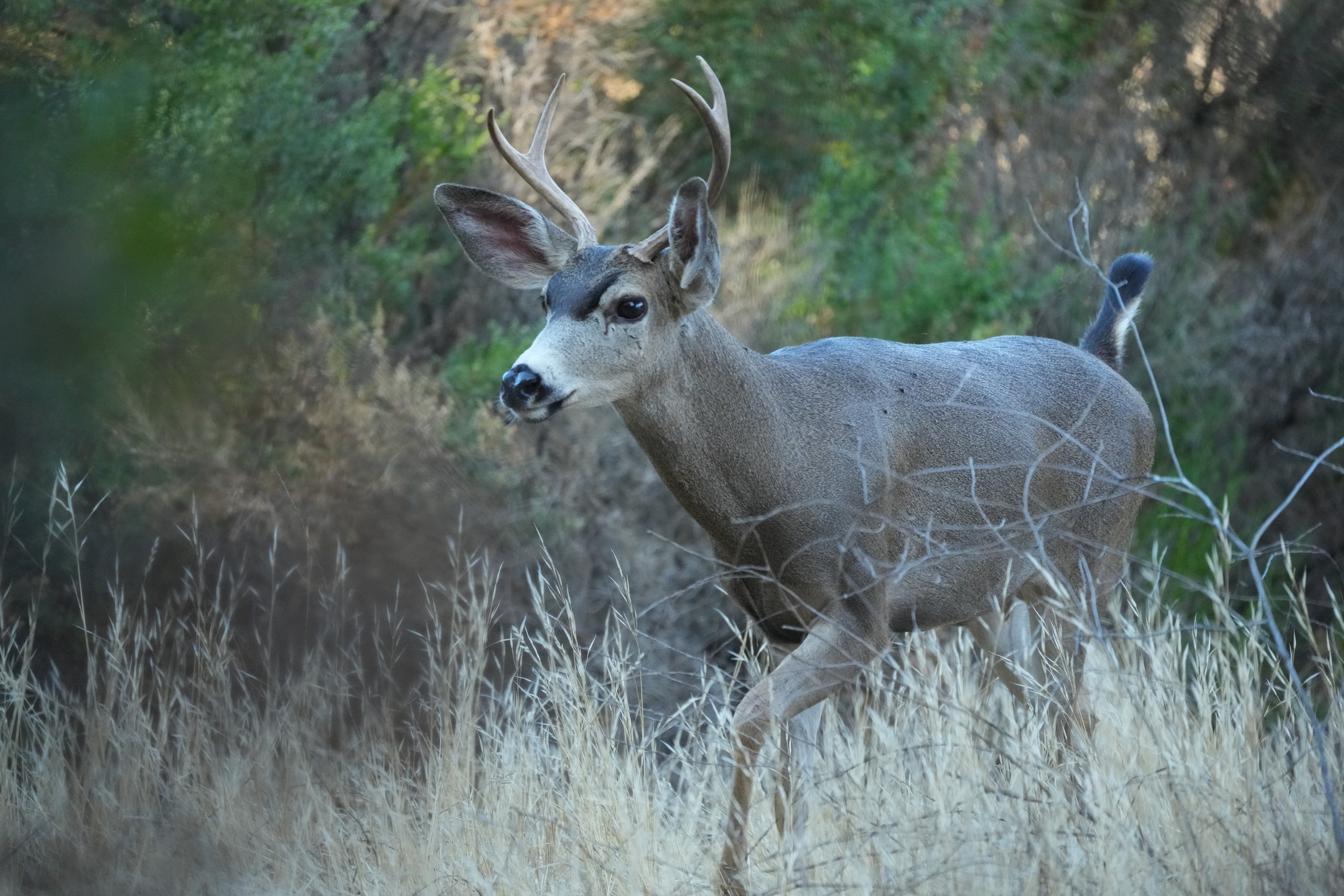Mule Deer