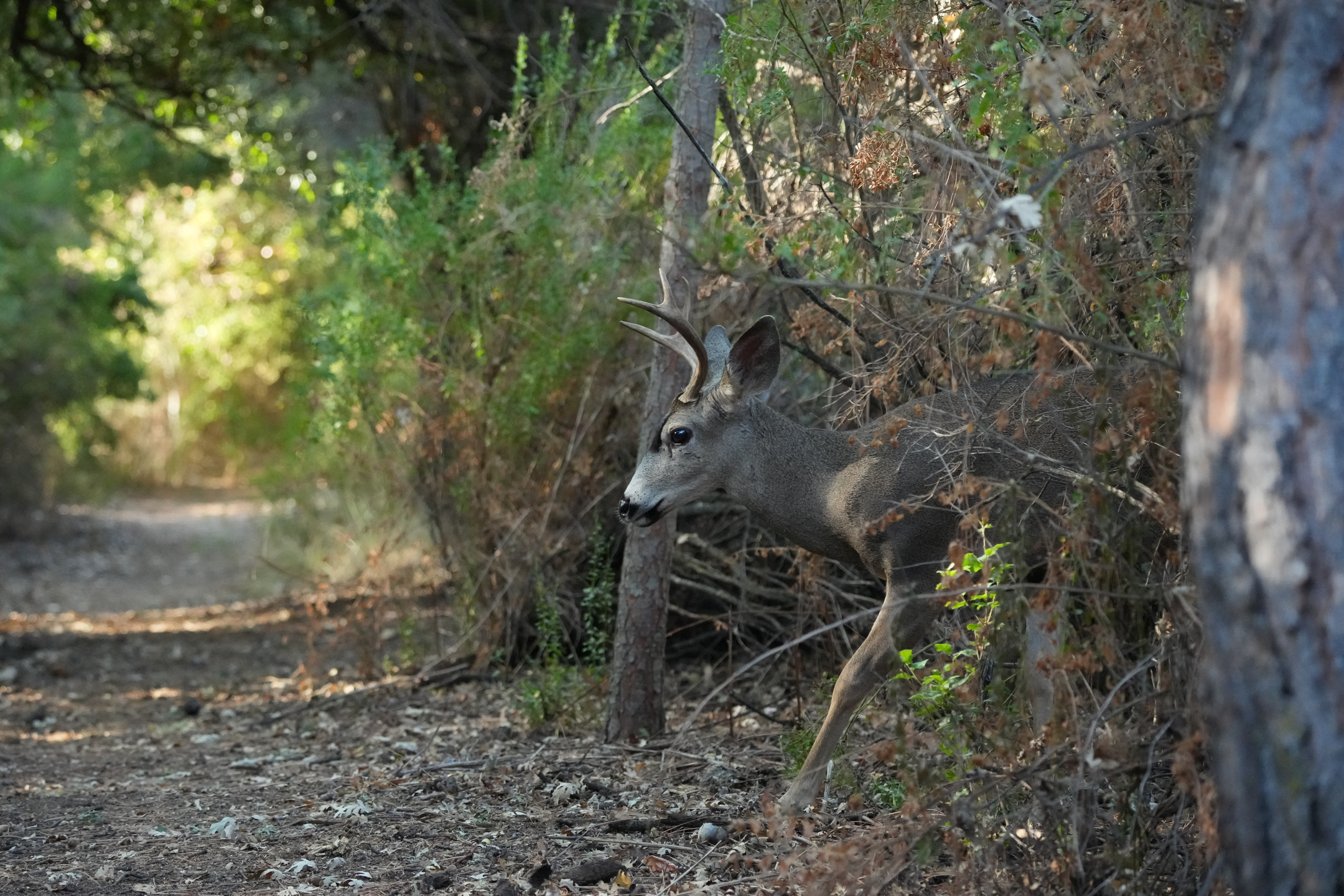 Mule Deer