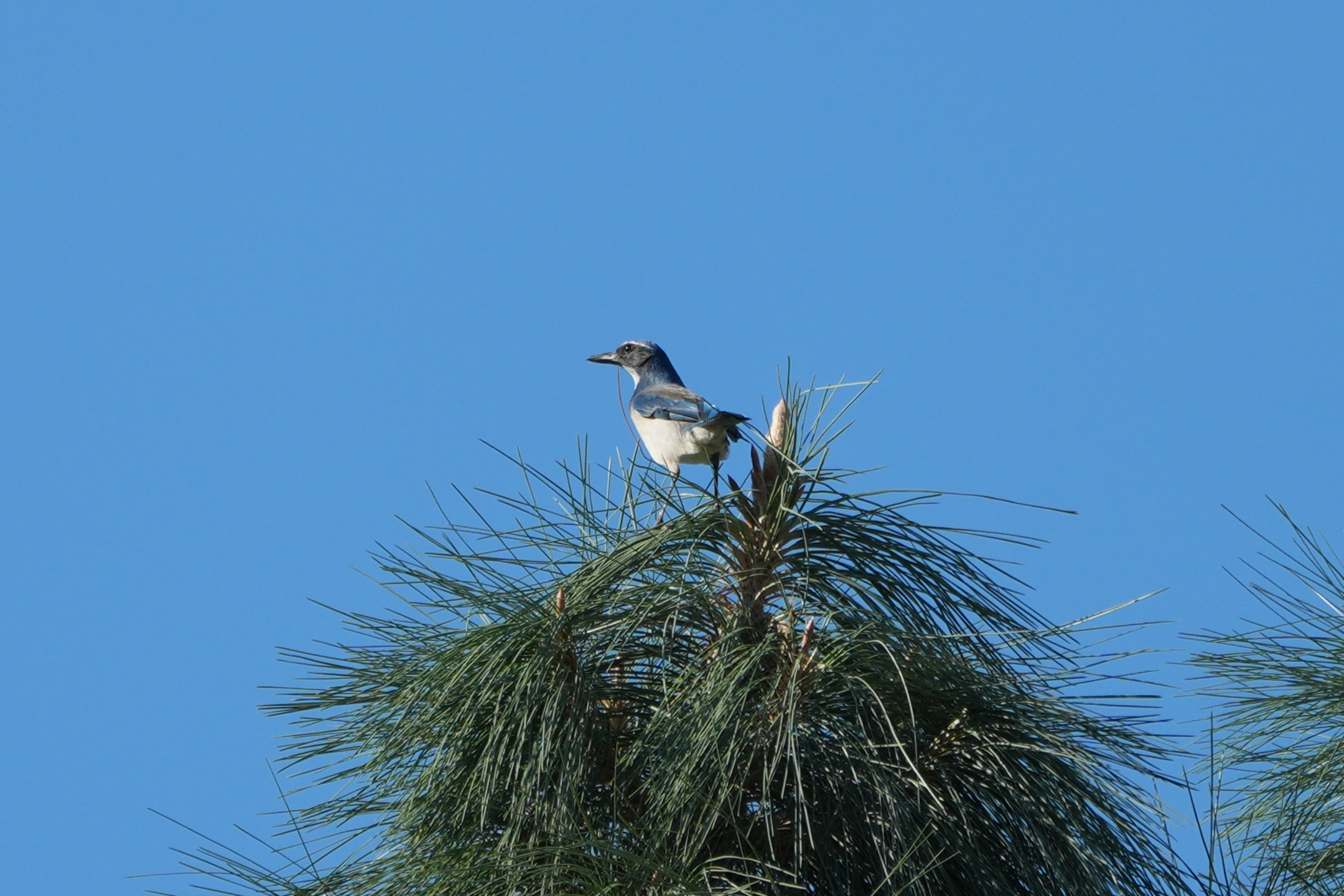 California Scrub-Jay