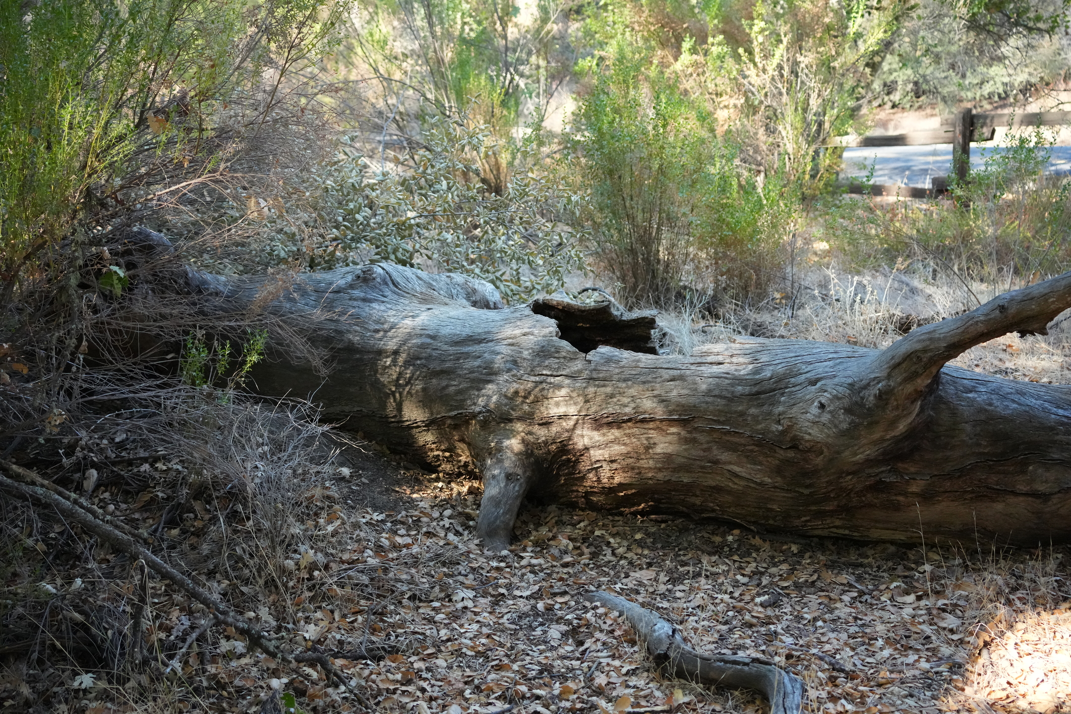 Southern Wilderness Trail