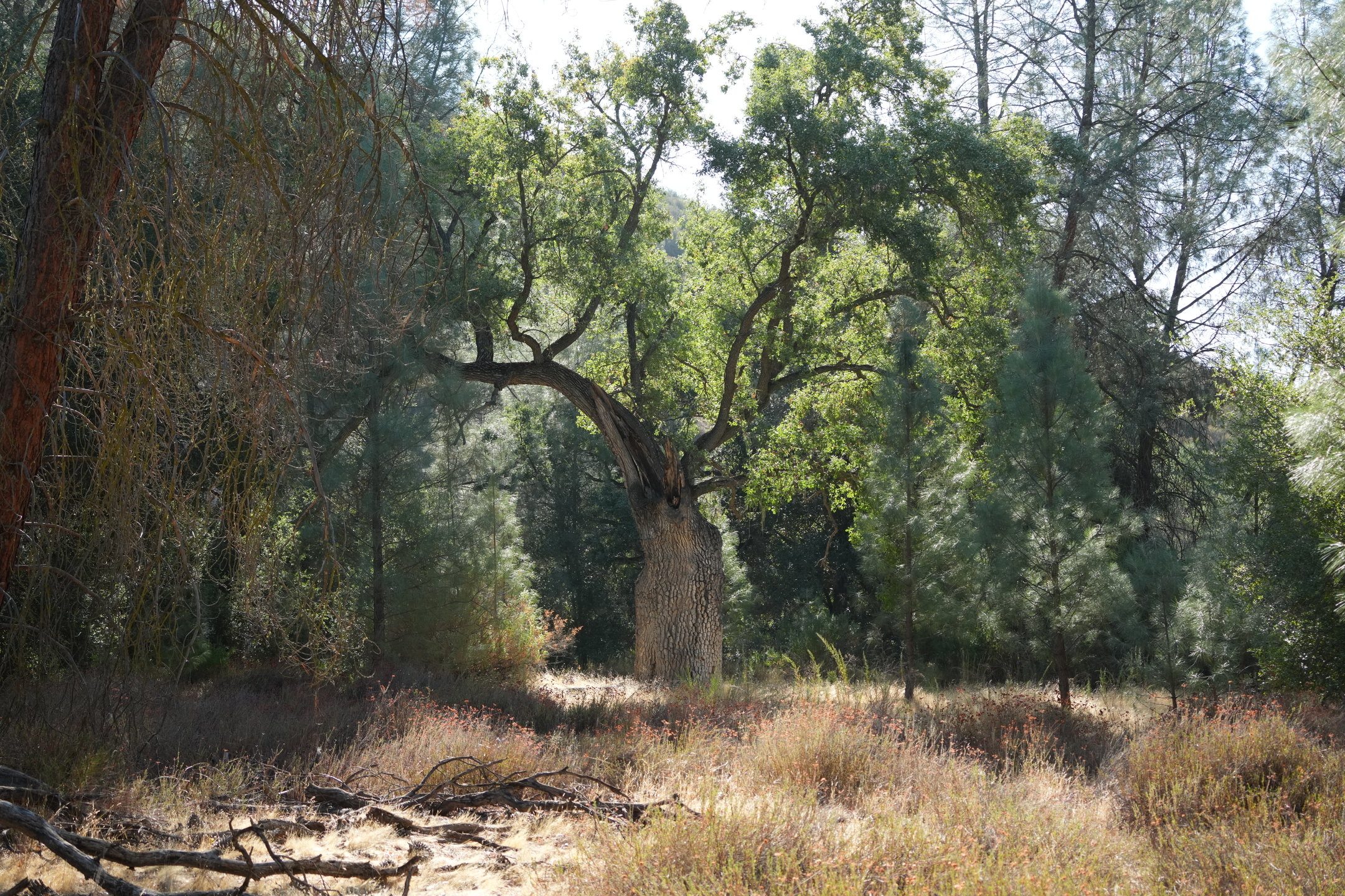 Southern Wilderness Trail