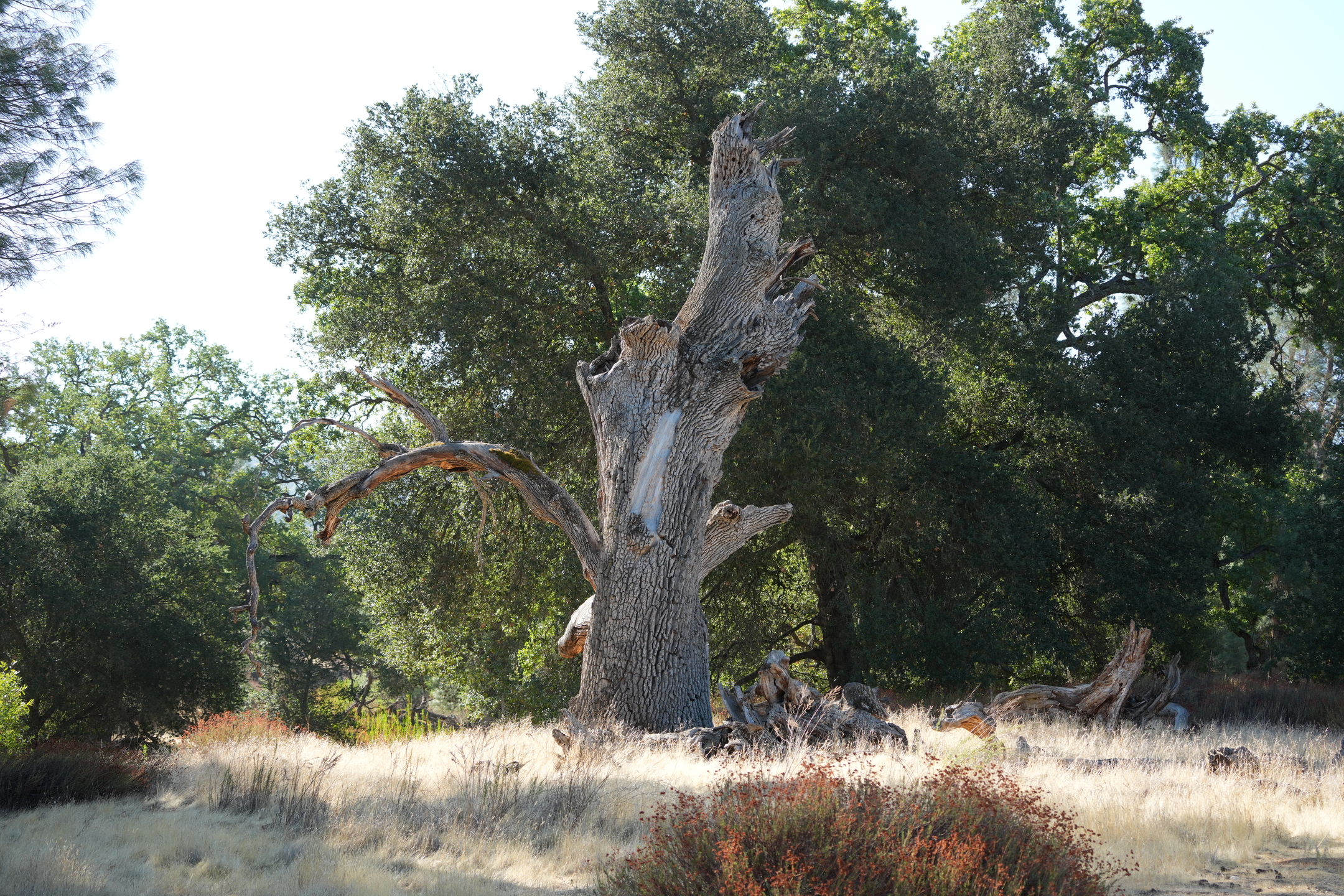 Southern Wilderness Trail