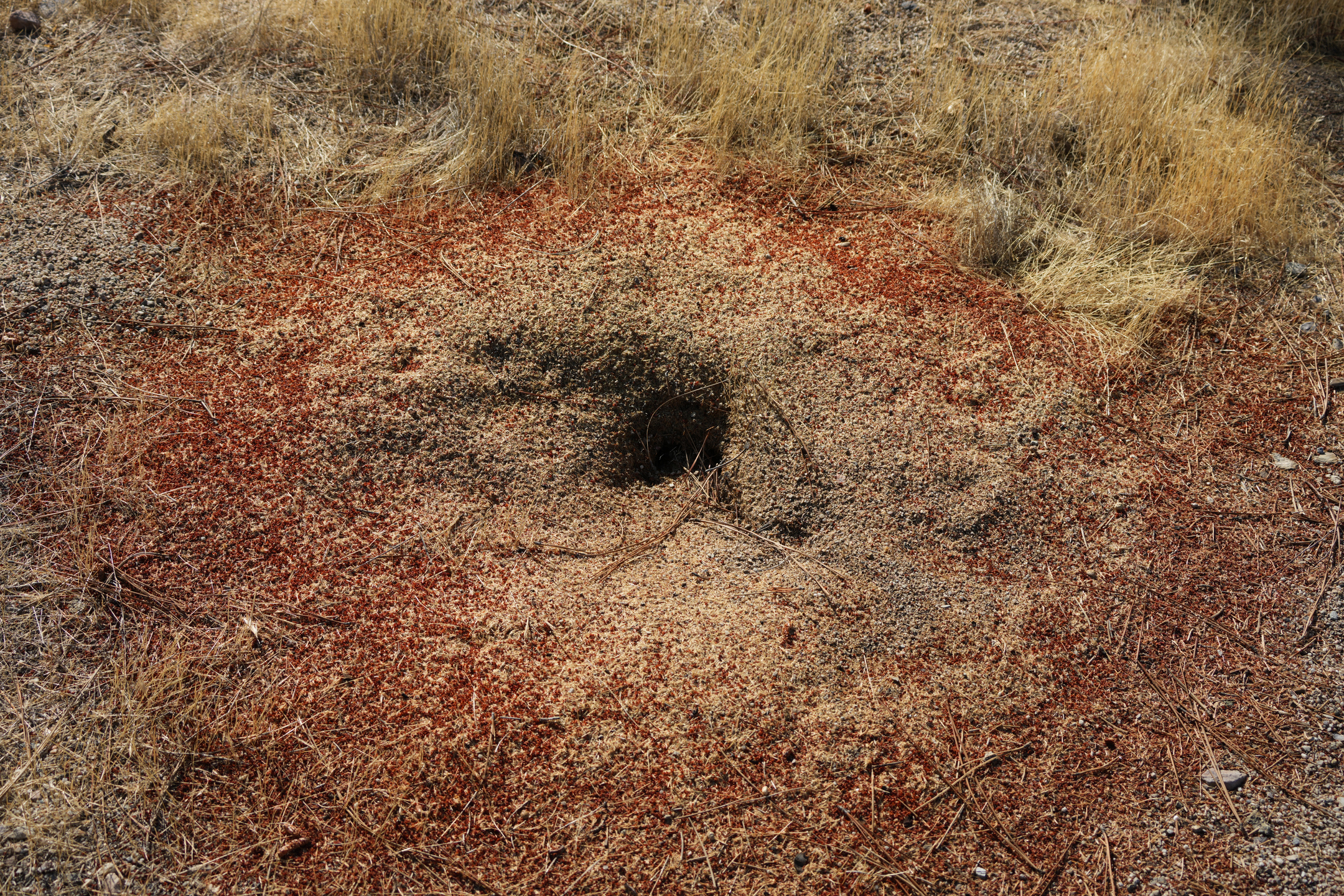 Southern Wilderness Trail