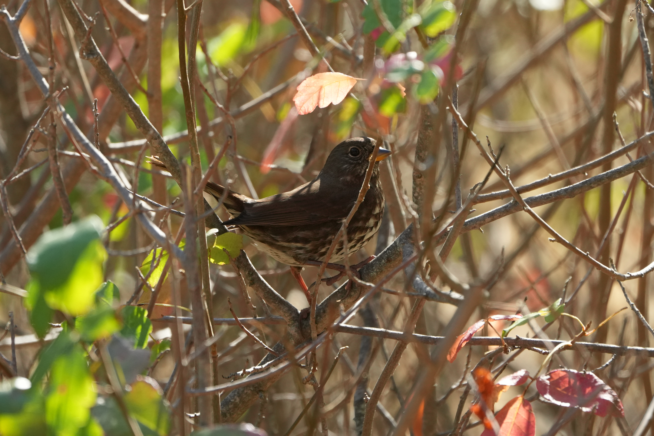 Fox Sparrow