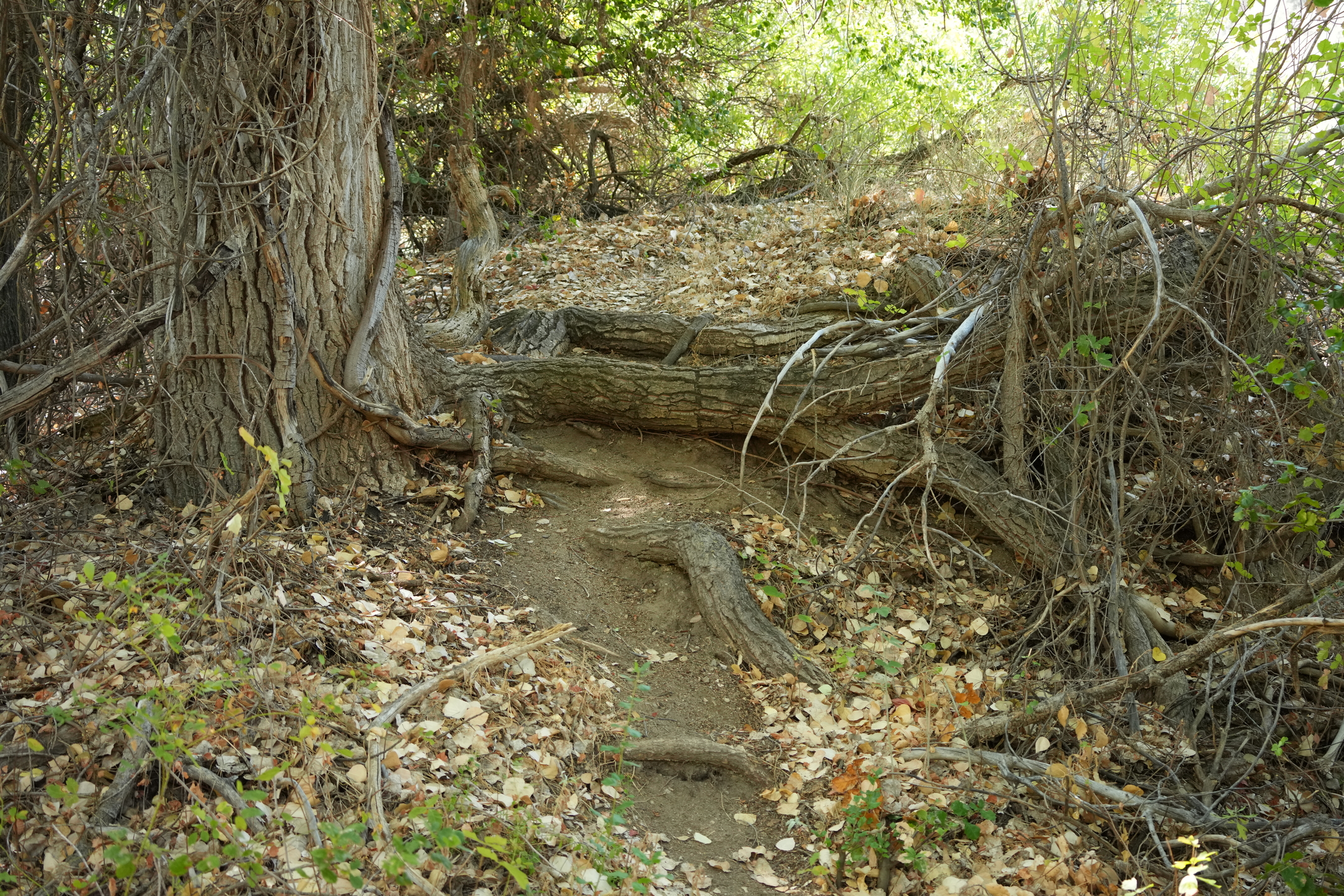 Southern Wilderness Trail