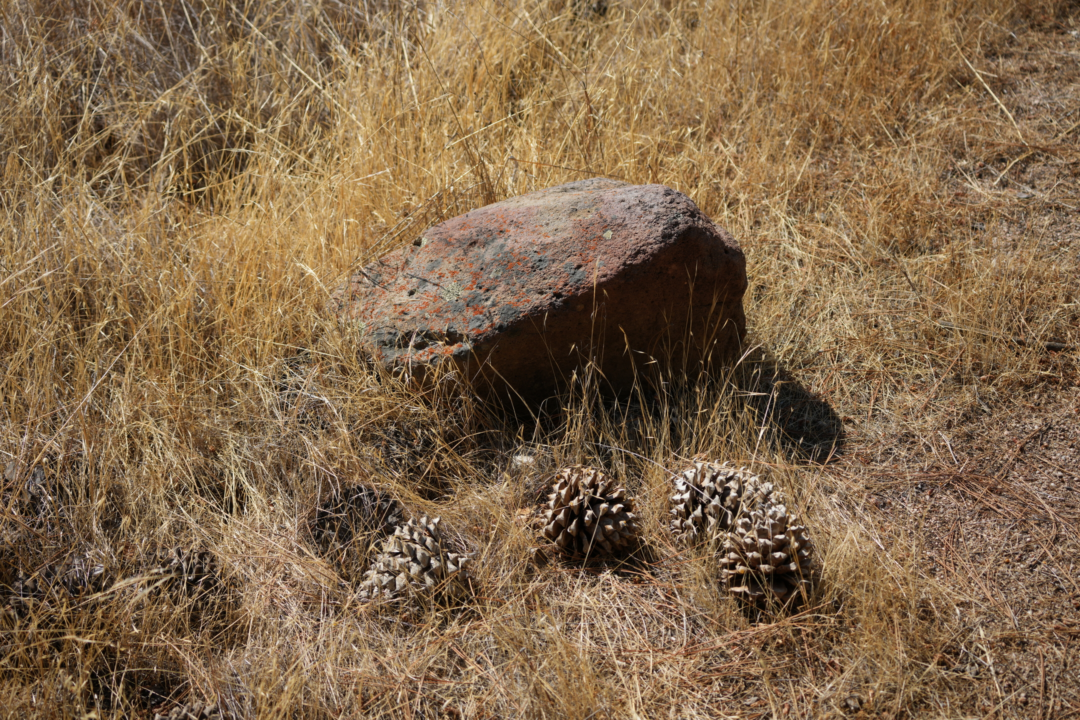 Southern Wilderness Trail