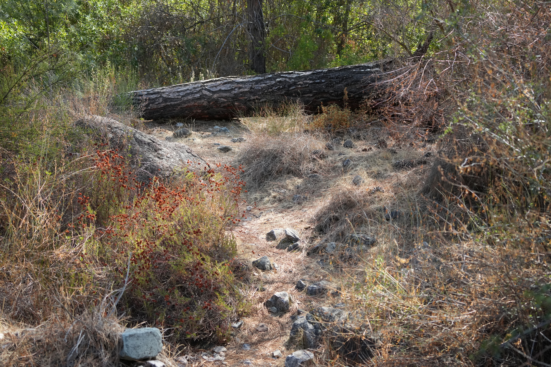 Southern Wilderness Trail