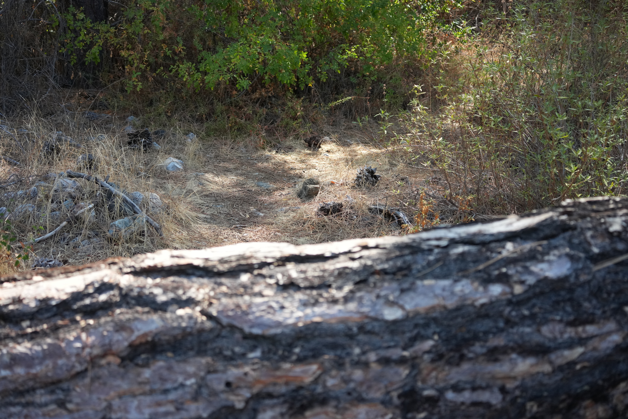 Southern Wilderness Trail