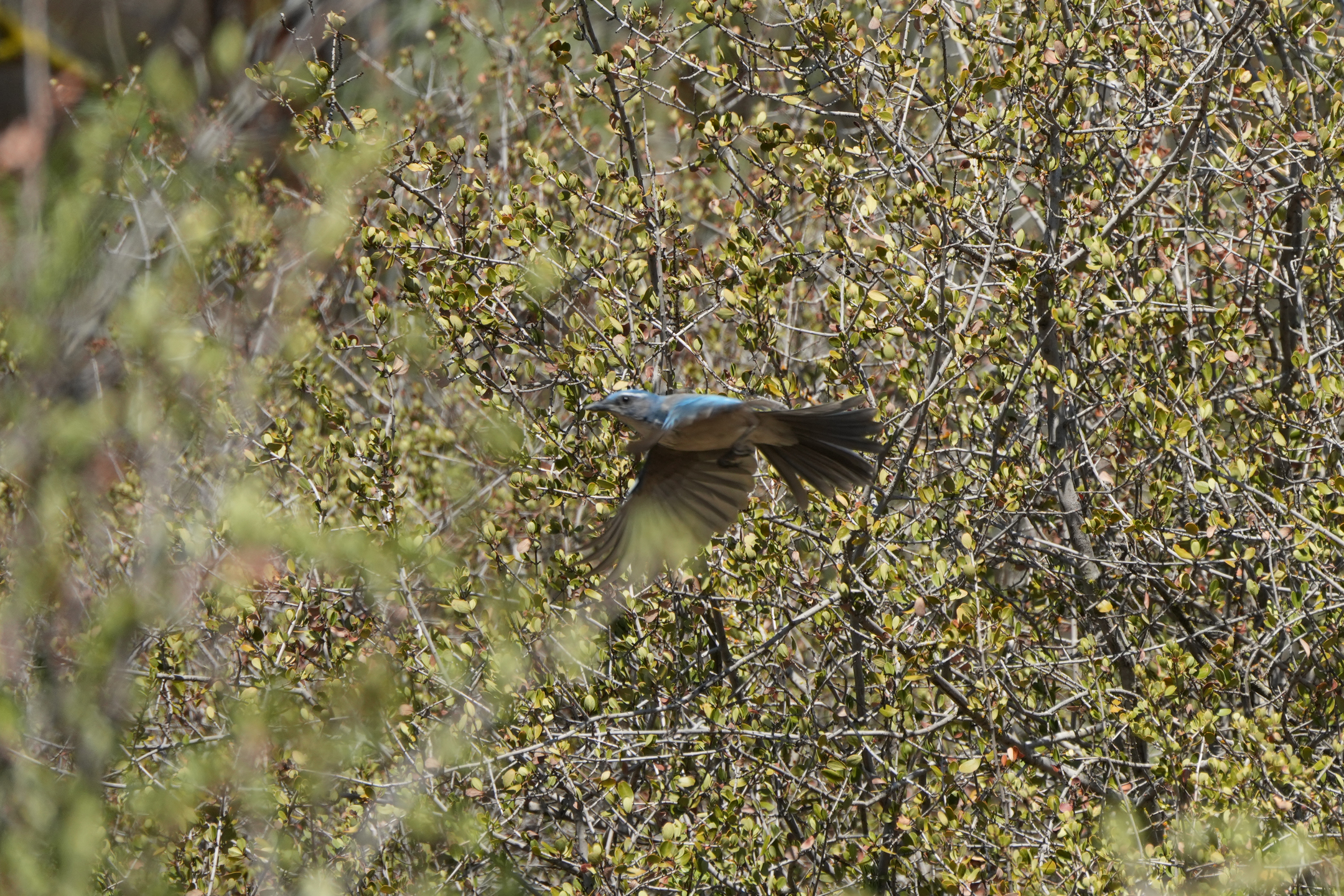 California Scrub-Jay