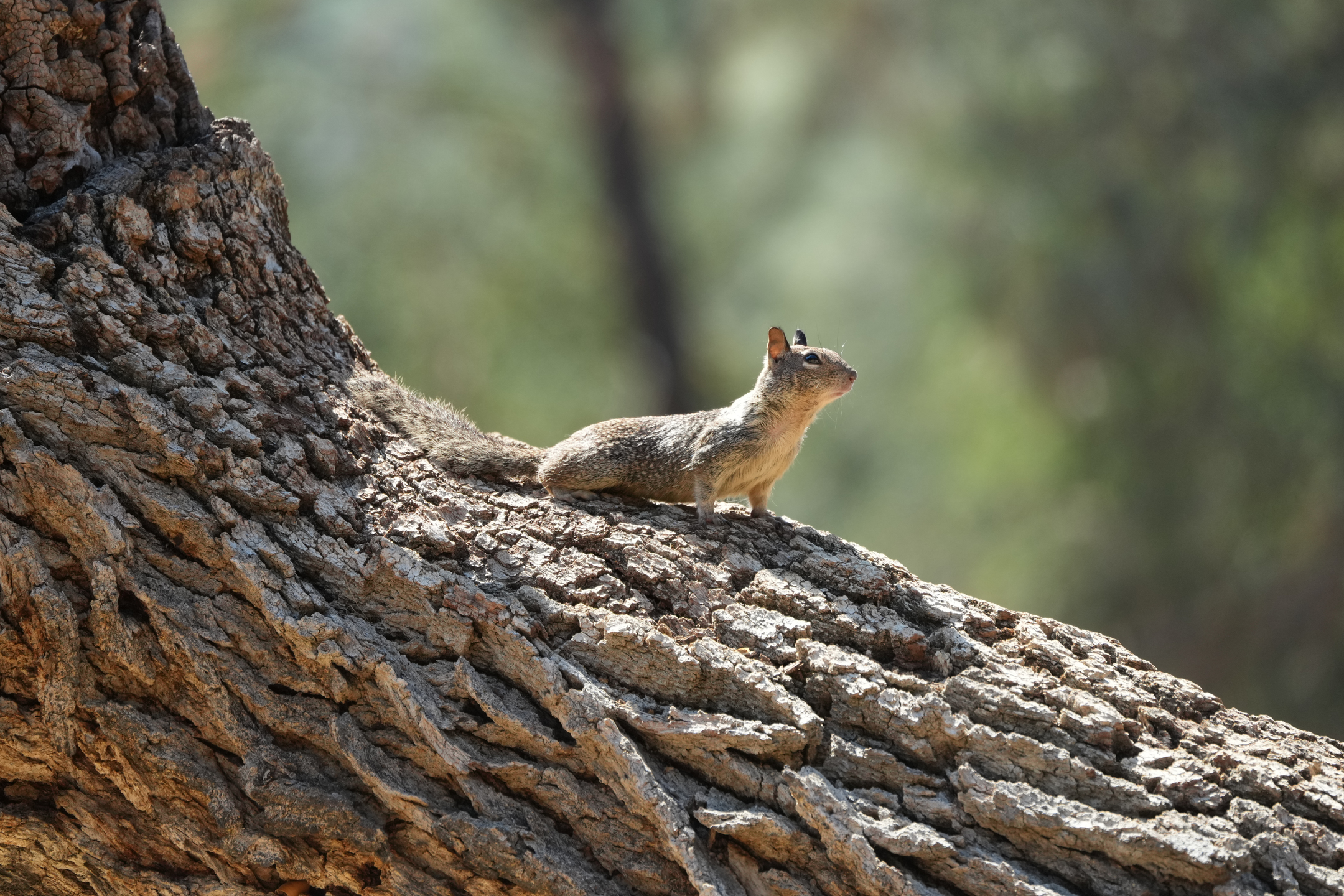 California Ground Squirrel