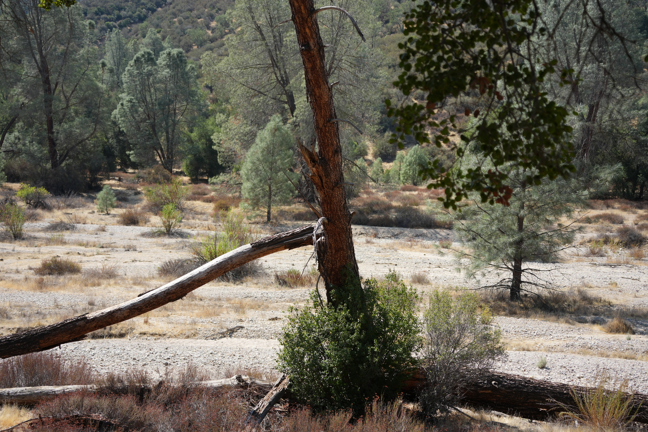Pinnacles National Park