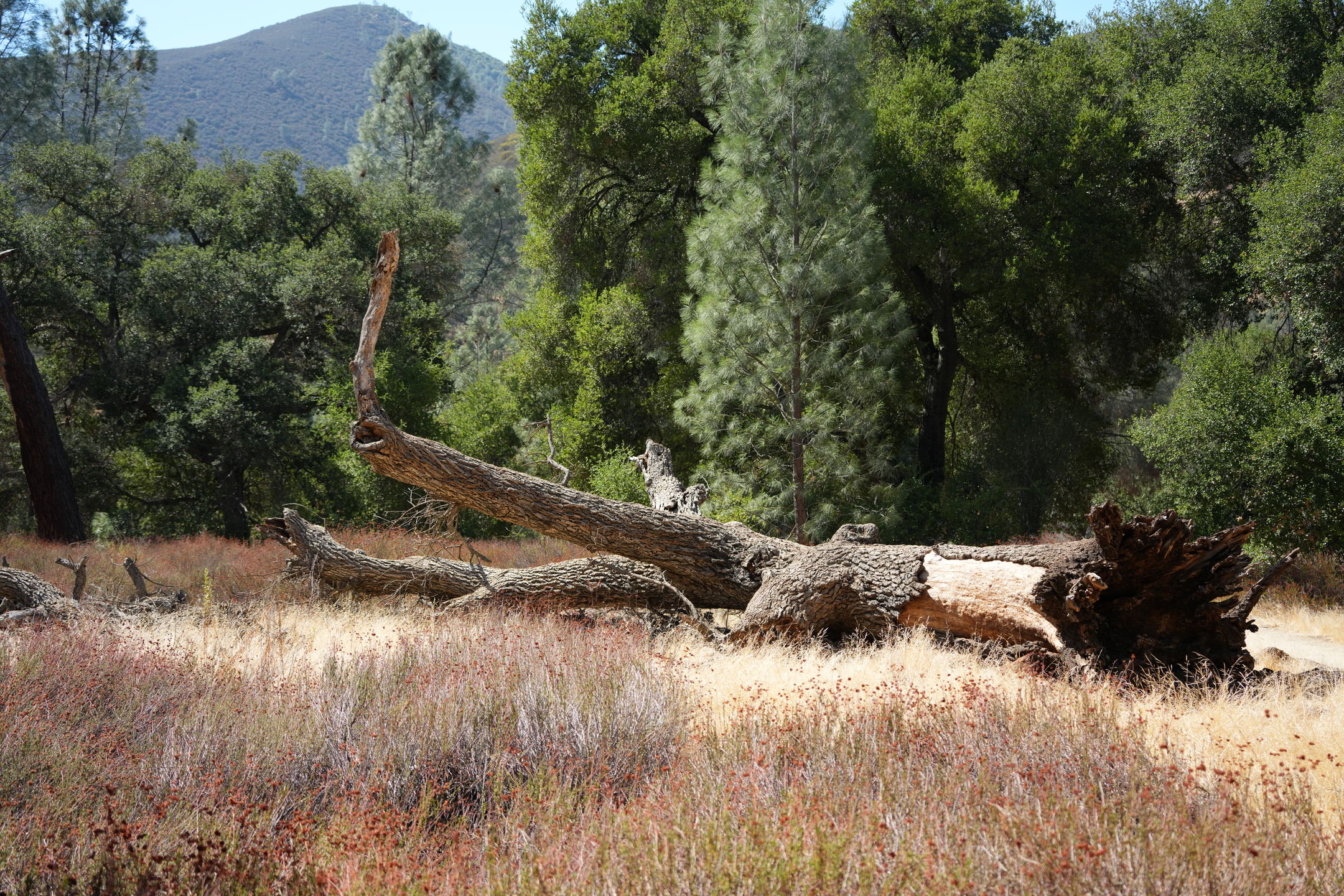 Pinnacles National Park