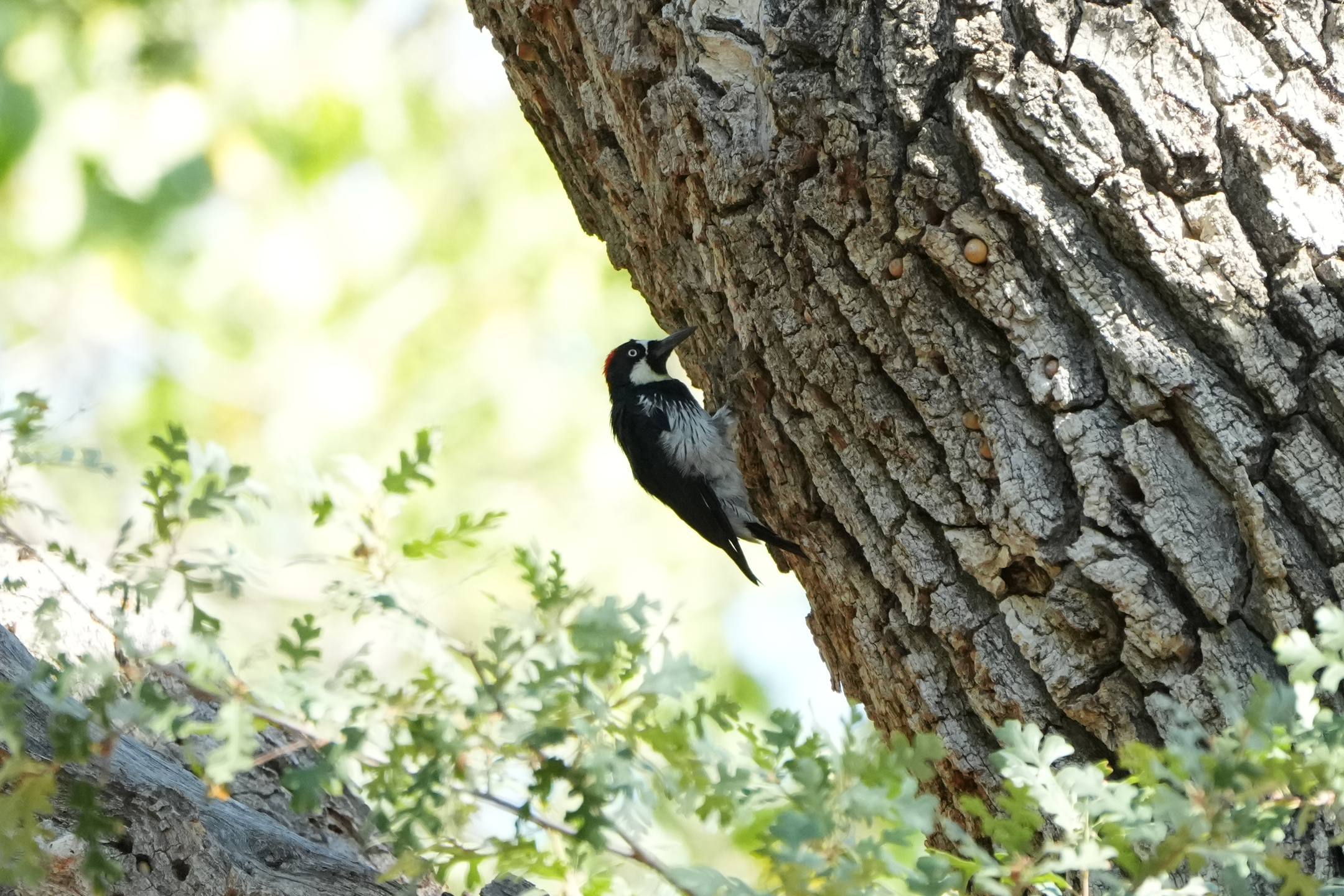 Acorn Woodpecker