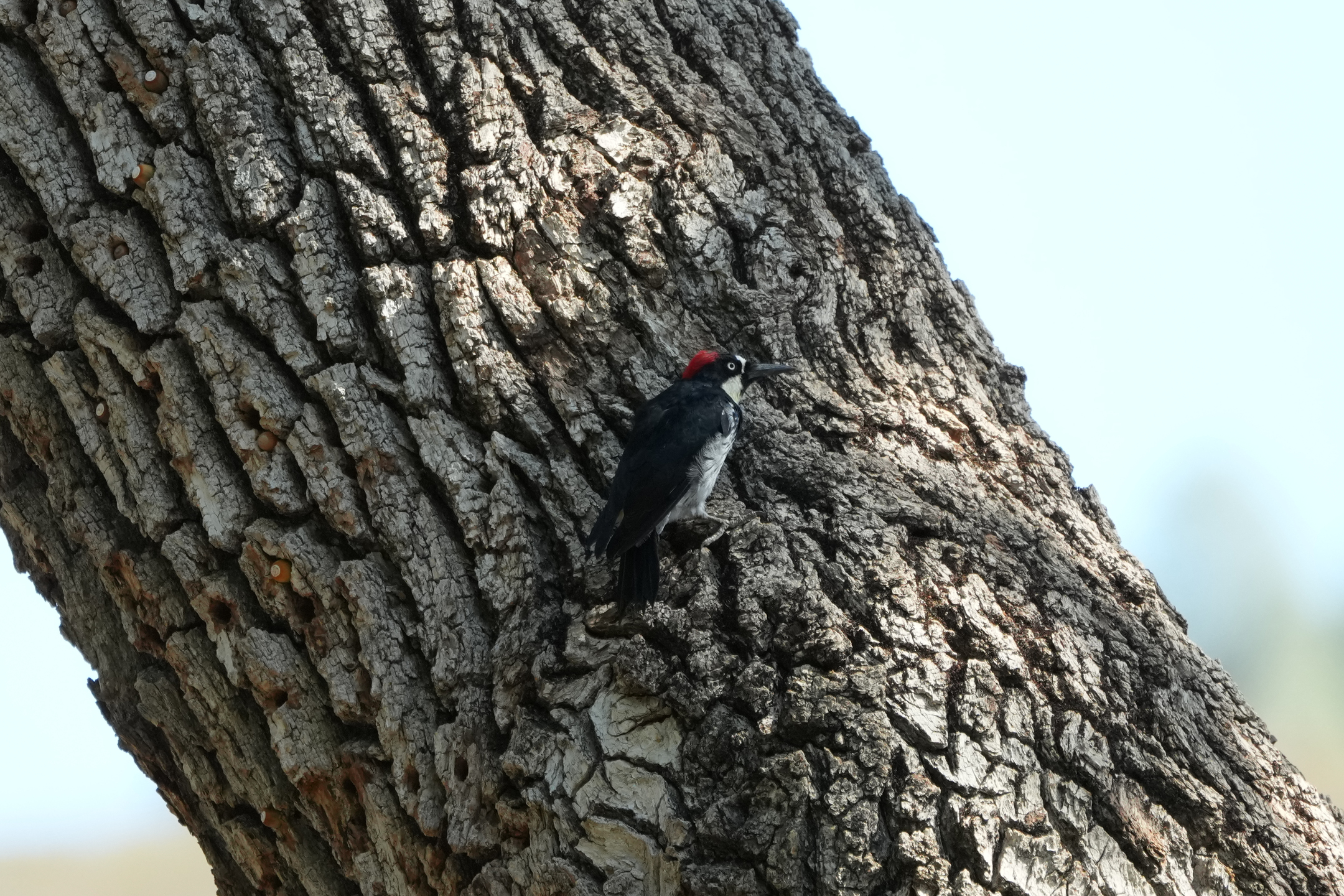 Acorn Woodpecker
