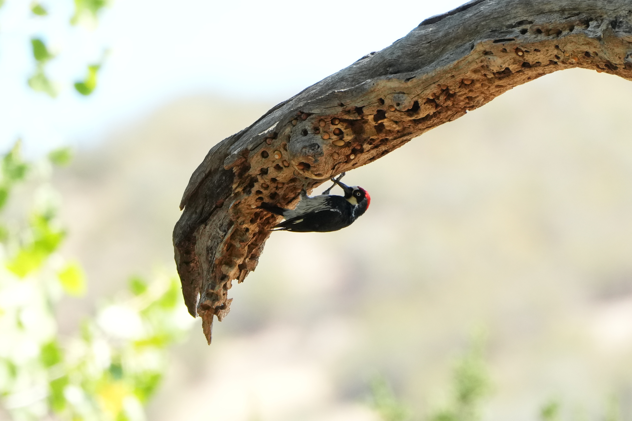 Acorn Woodpecker