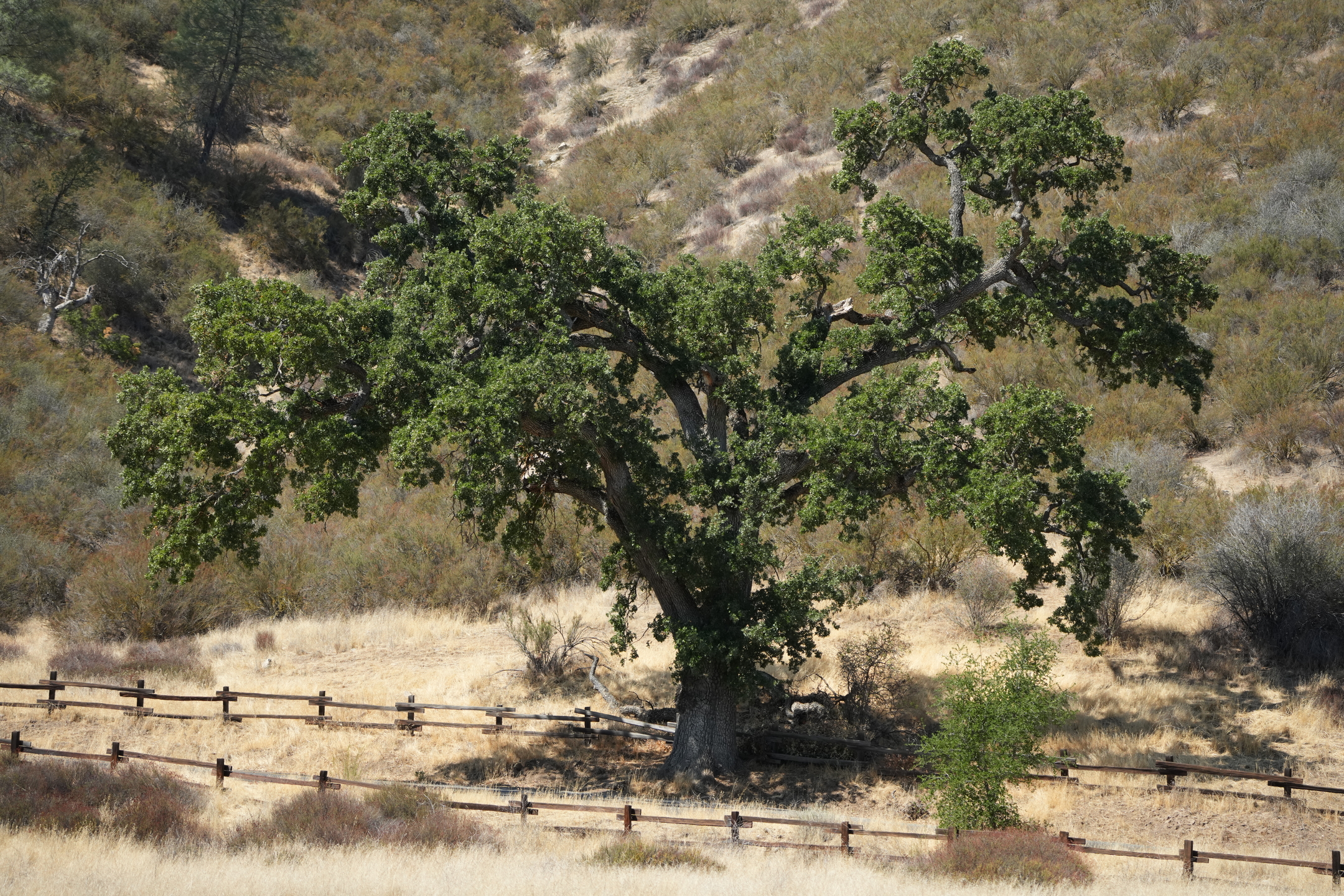Pinnacles National Park