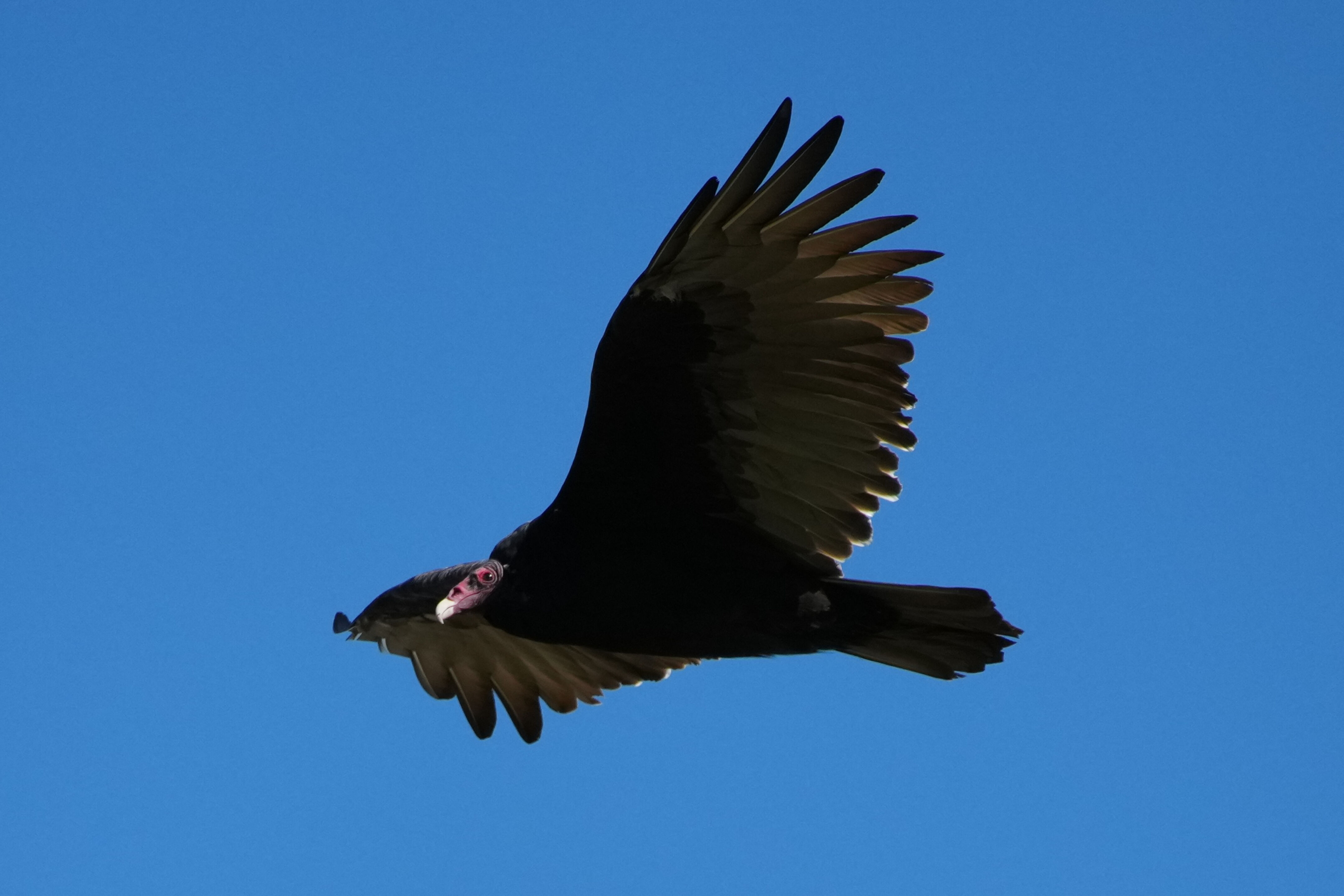 Turkey Vulture