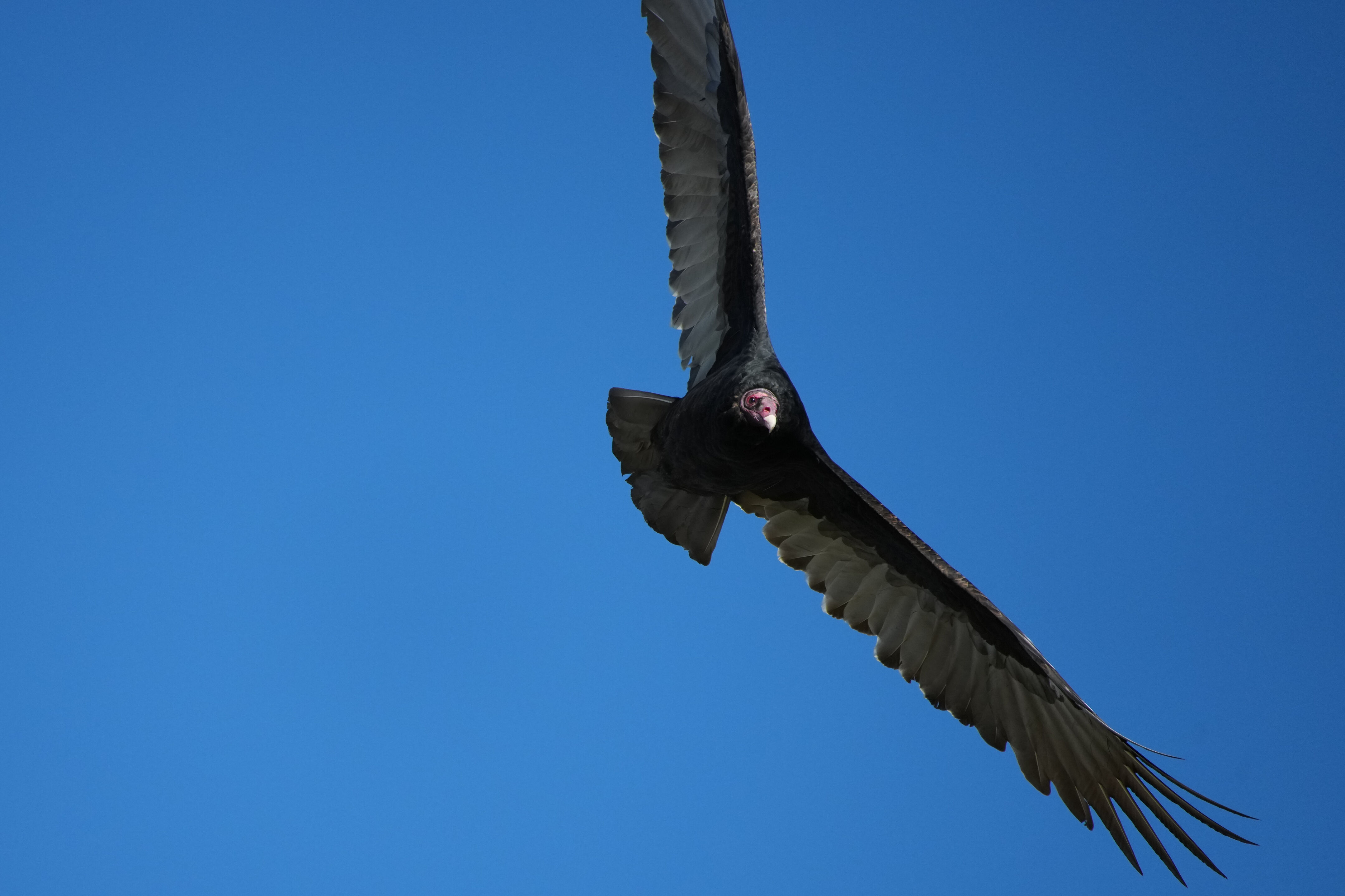 Turkey Vulture