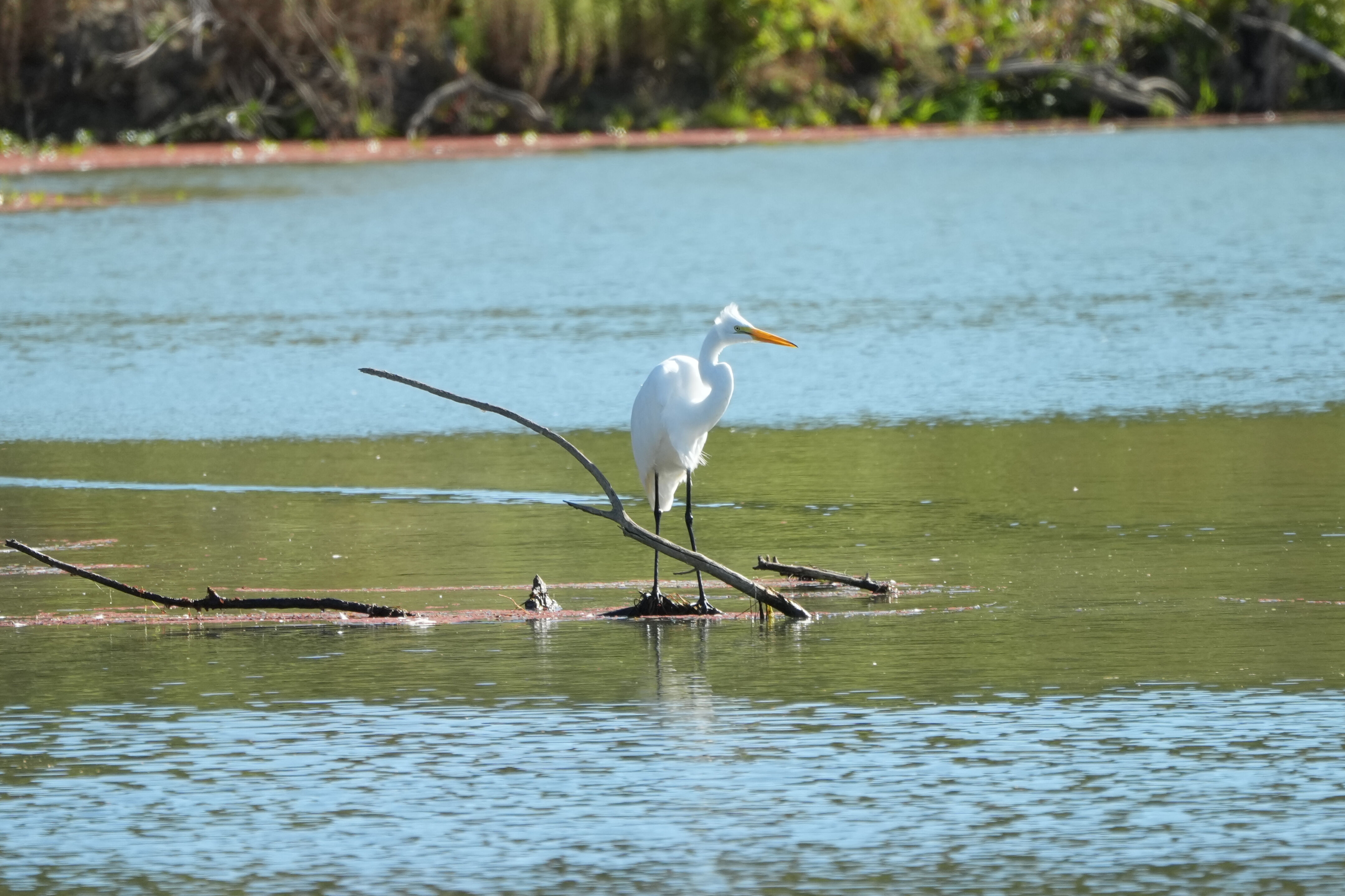 Great Egret