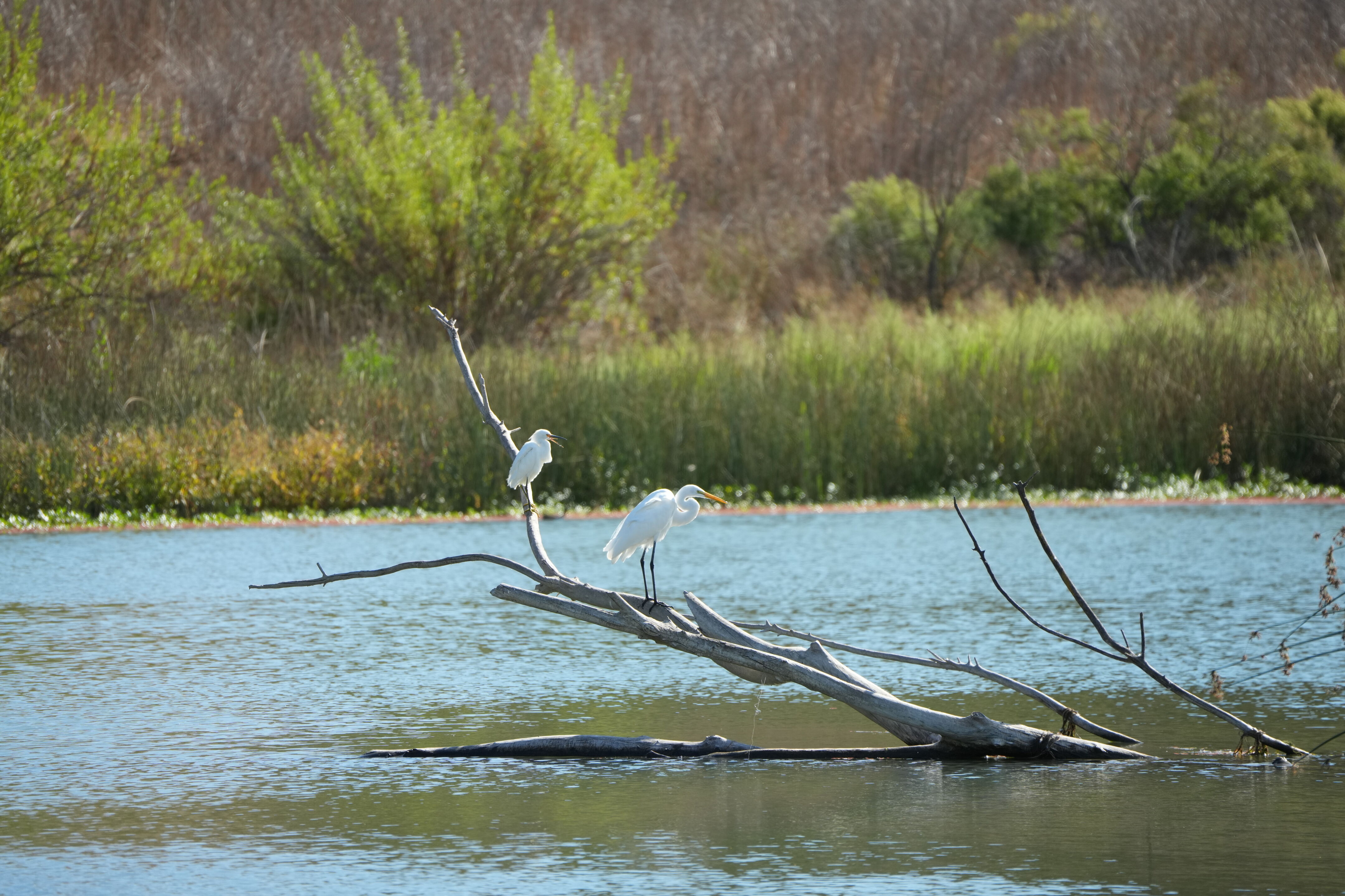 Great Egret and Snowy Egret