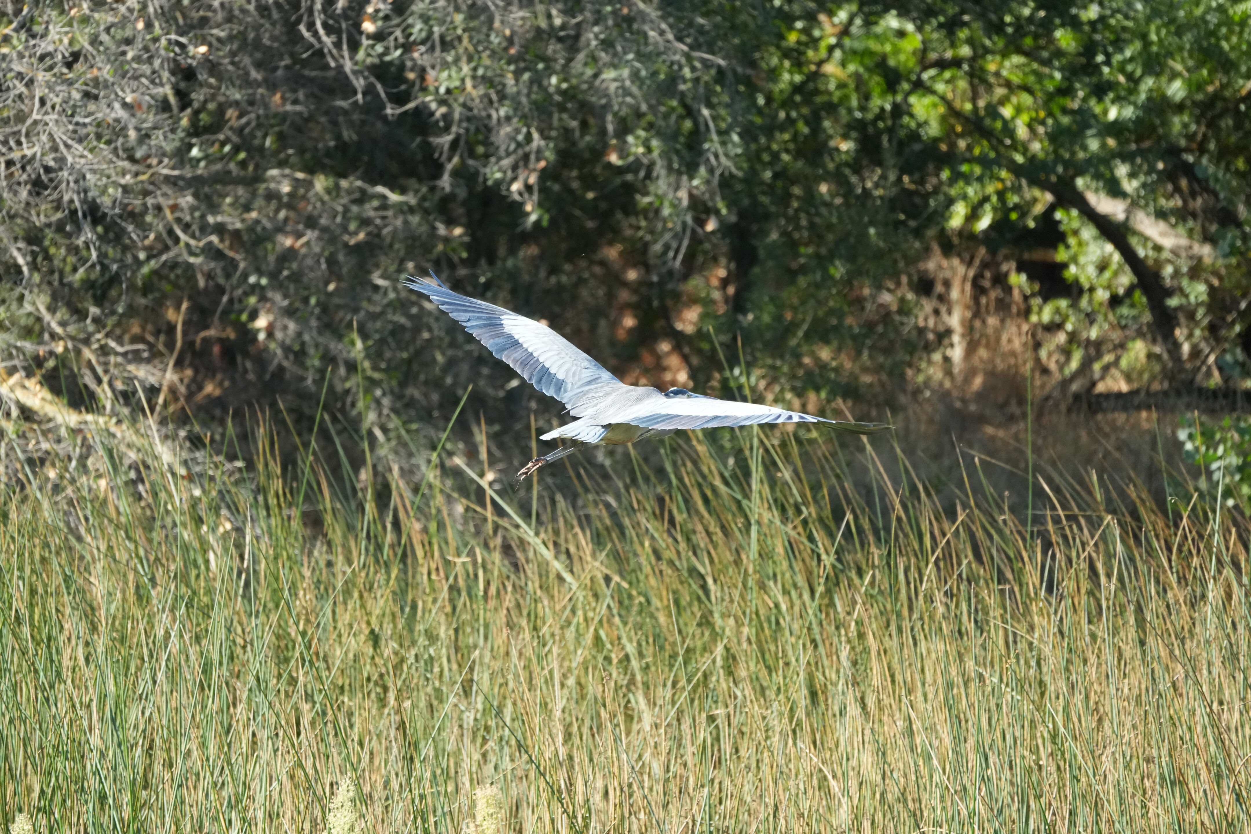 Great Blue Heron