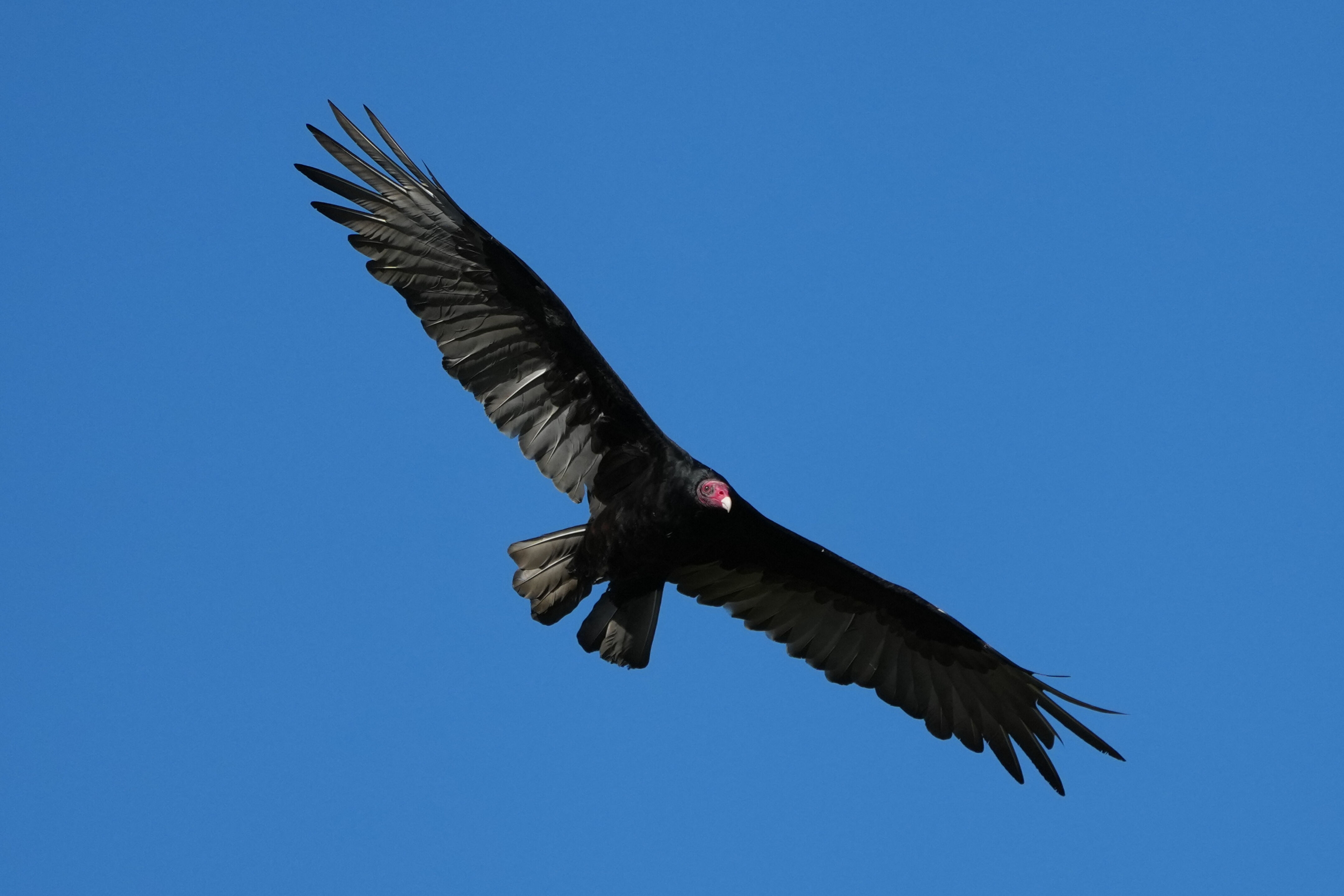 Turkey Vulture